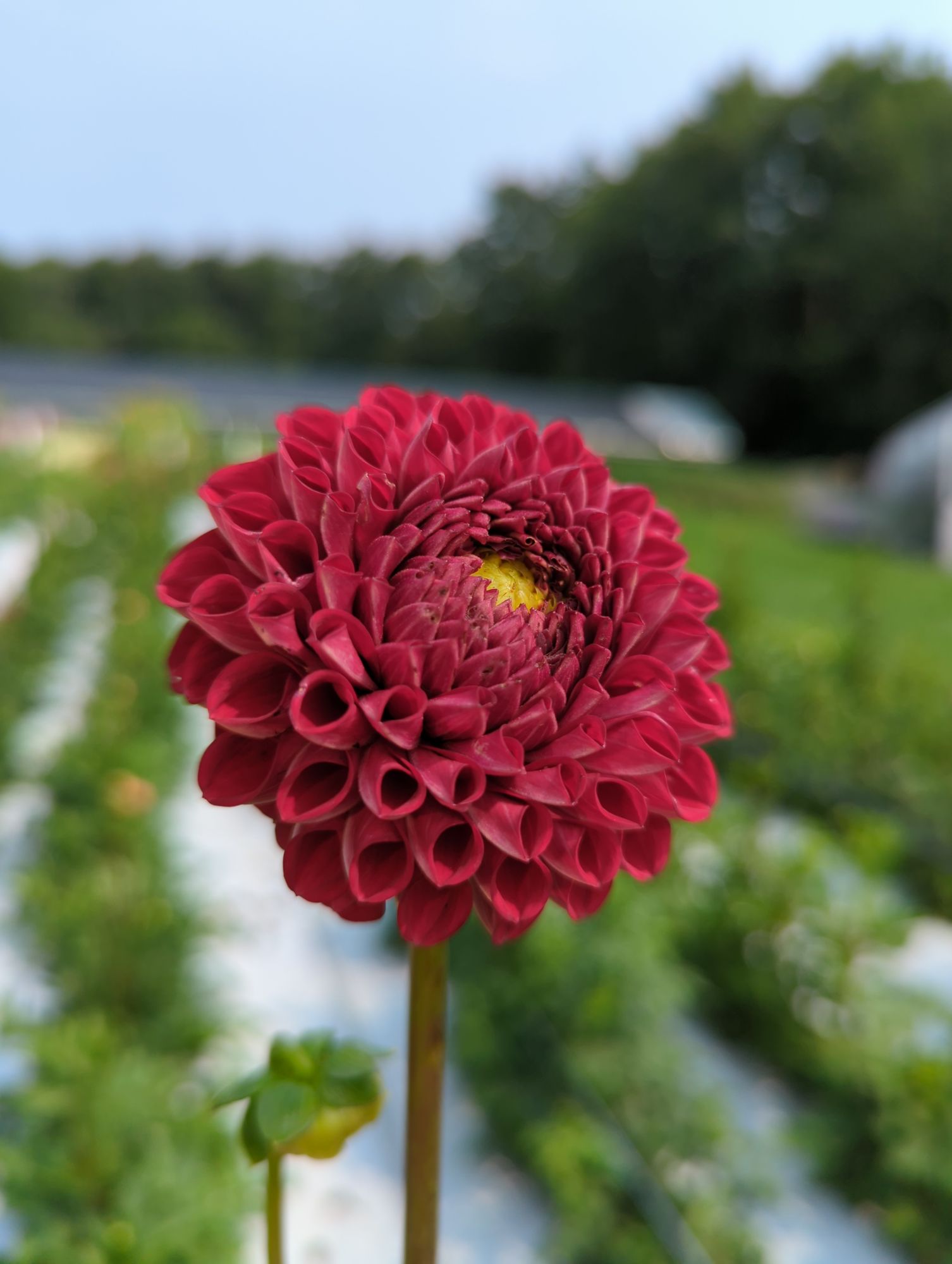 DAHLIA Cornel