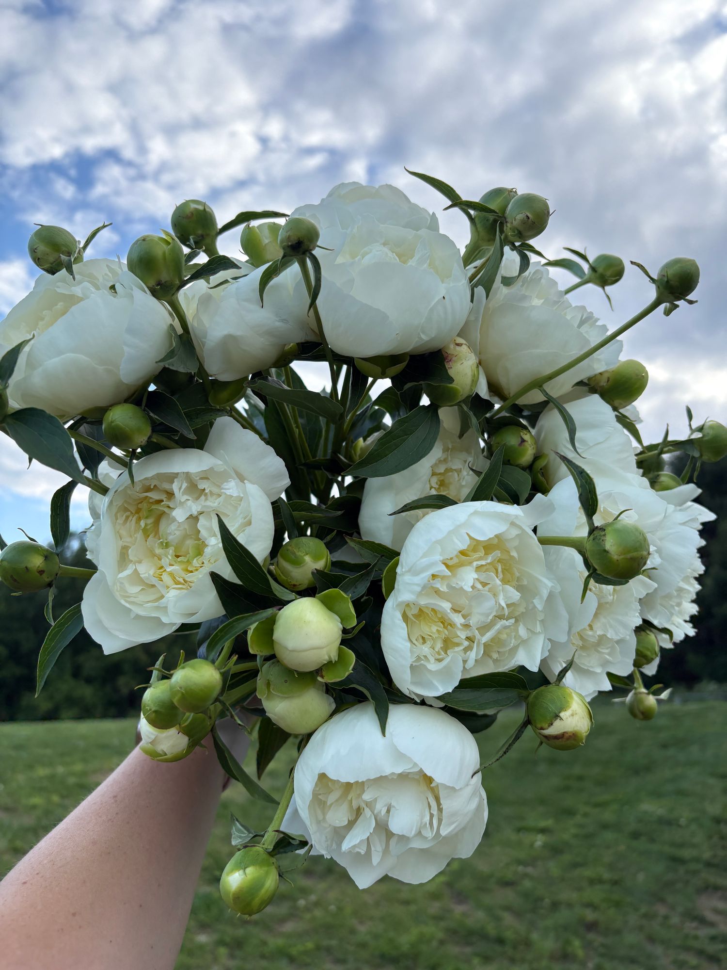 PAEONIA lactiflora Duchesse De Nemours