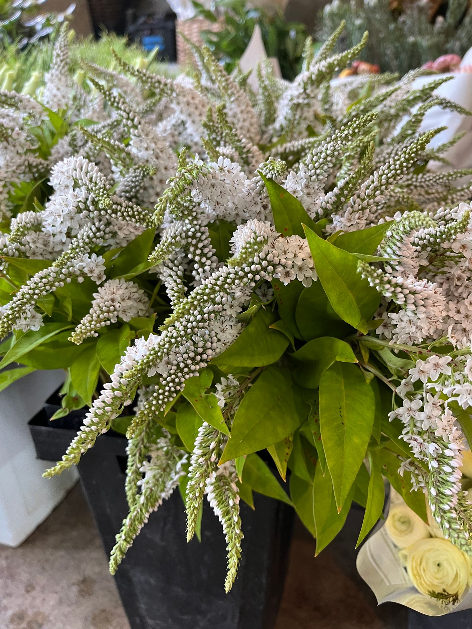 LYSIMACHIA clethroides