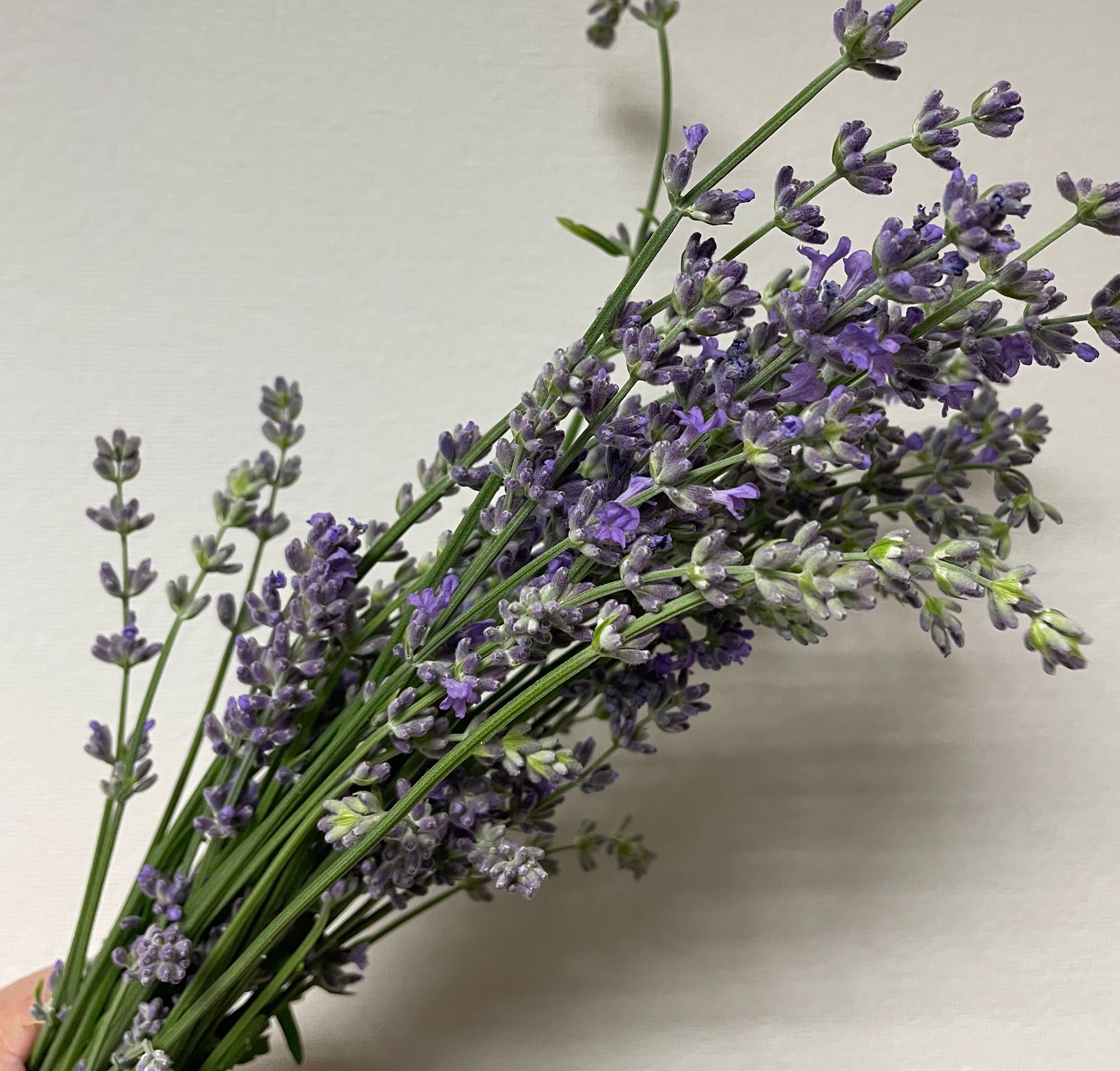 LAVENDULA x intermedia Grosso