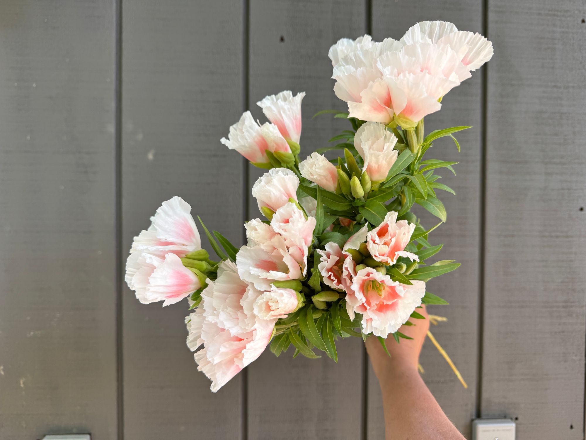 CLARKIA amoena Grace Shell Pink