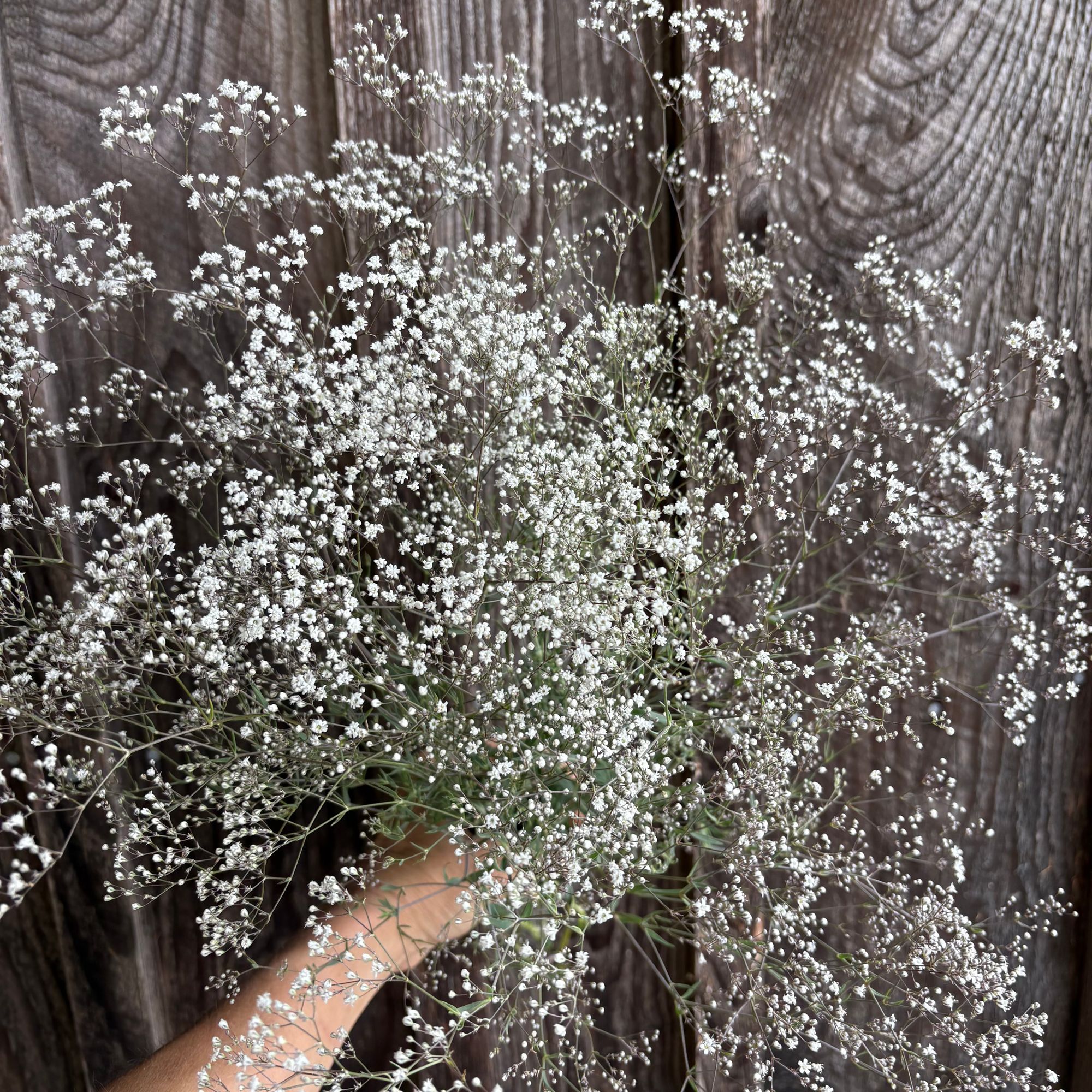 GYPSOPHILA paniculata