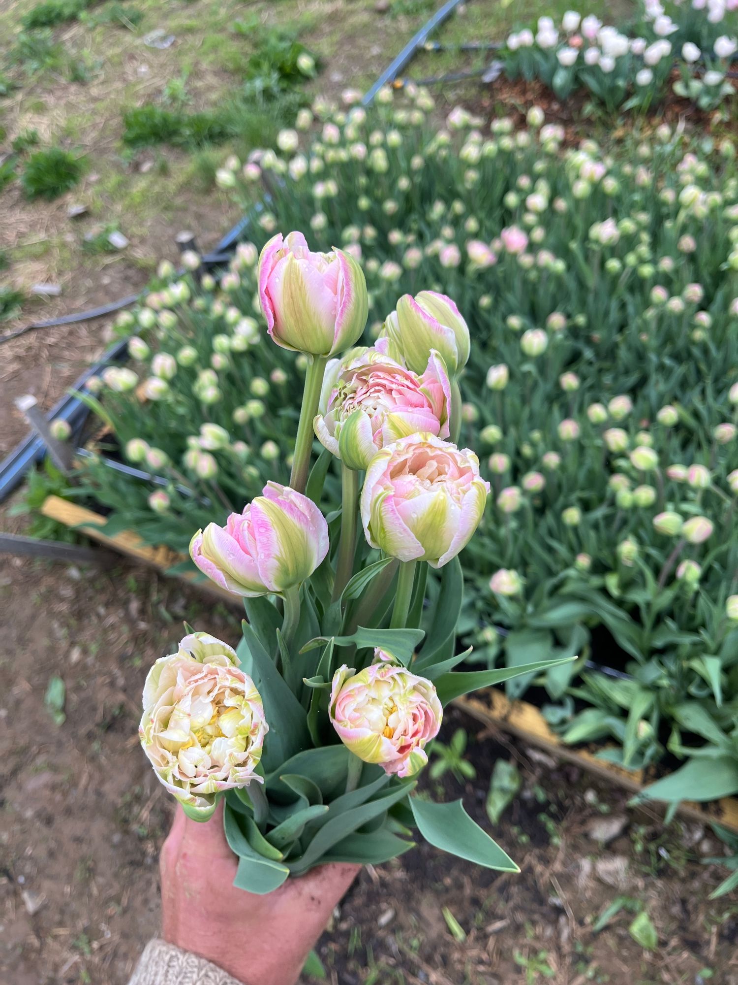 TULIPA Double Sugar