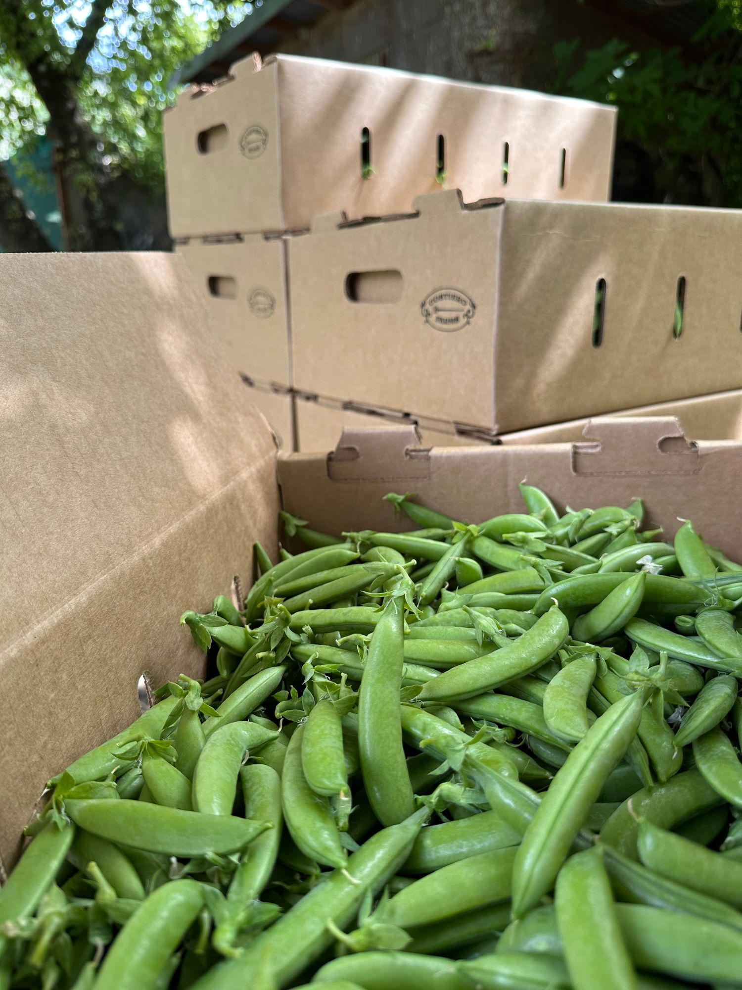Organic Sugar Snap Peas
