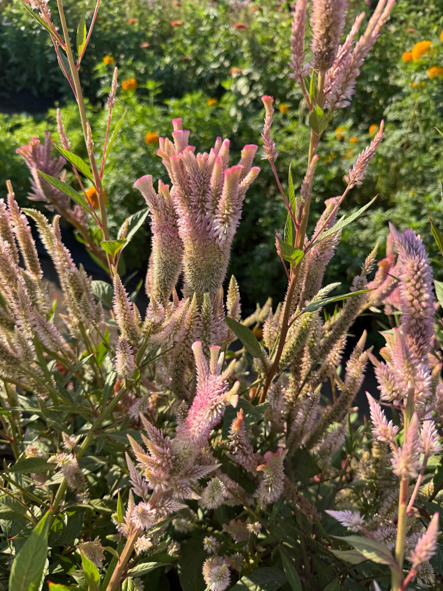 CELOSIA argentea var. plumosa Texas Plume Vintage Rose