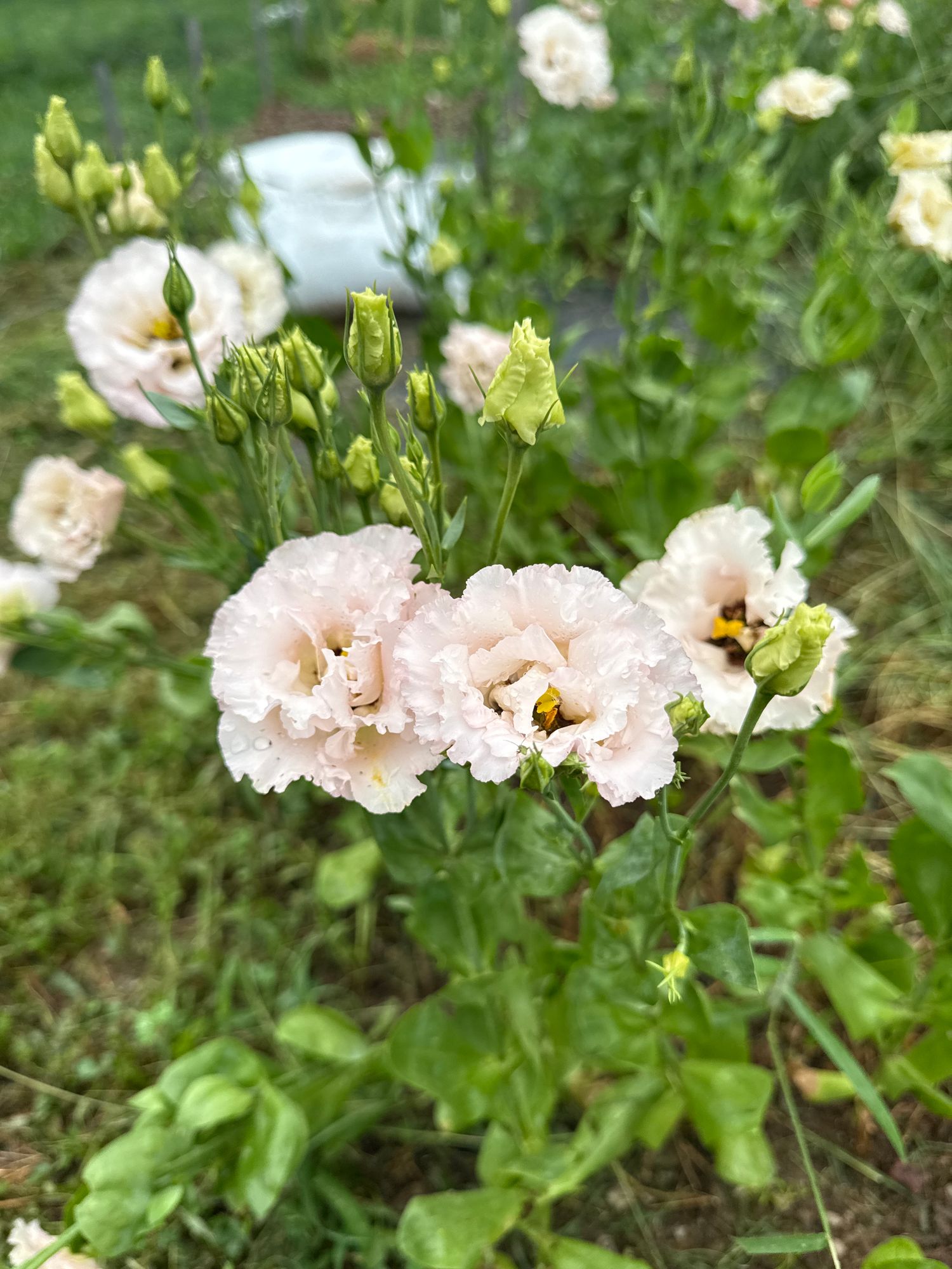 EUSTOMA grandiflorum Celeb Misty Pink