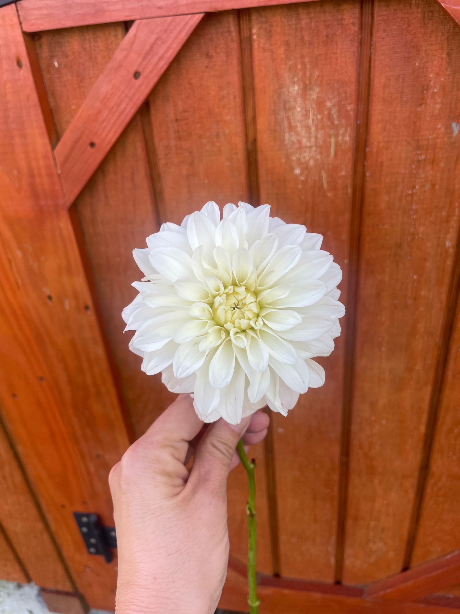DAHLIA Center Court