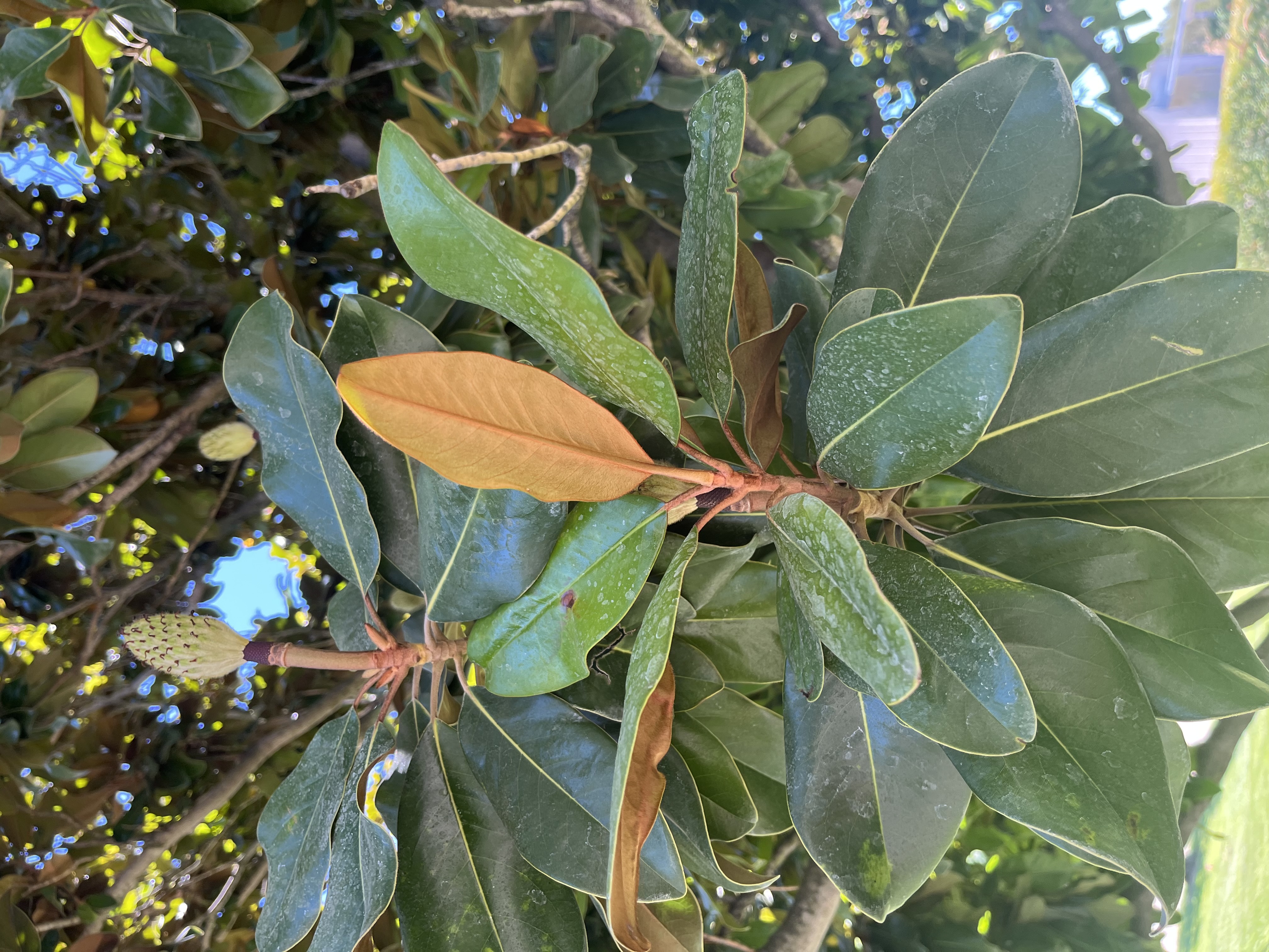 MAGNOLIA