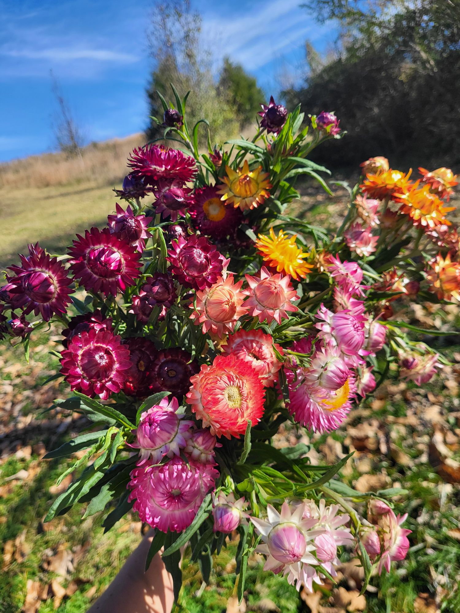 Moonchild Blooms Banner