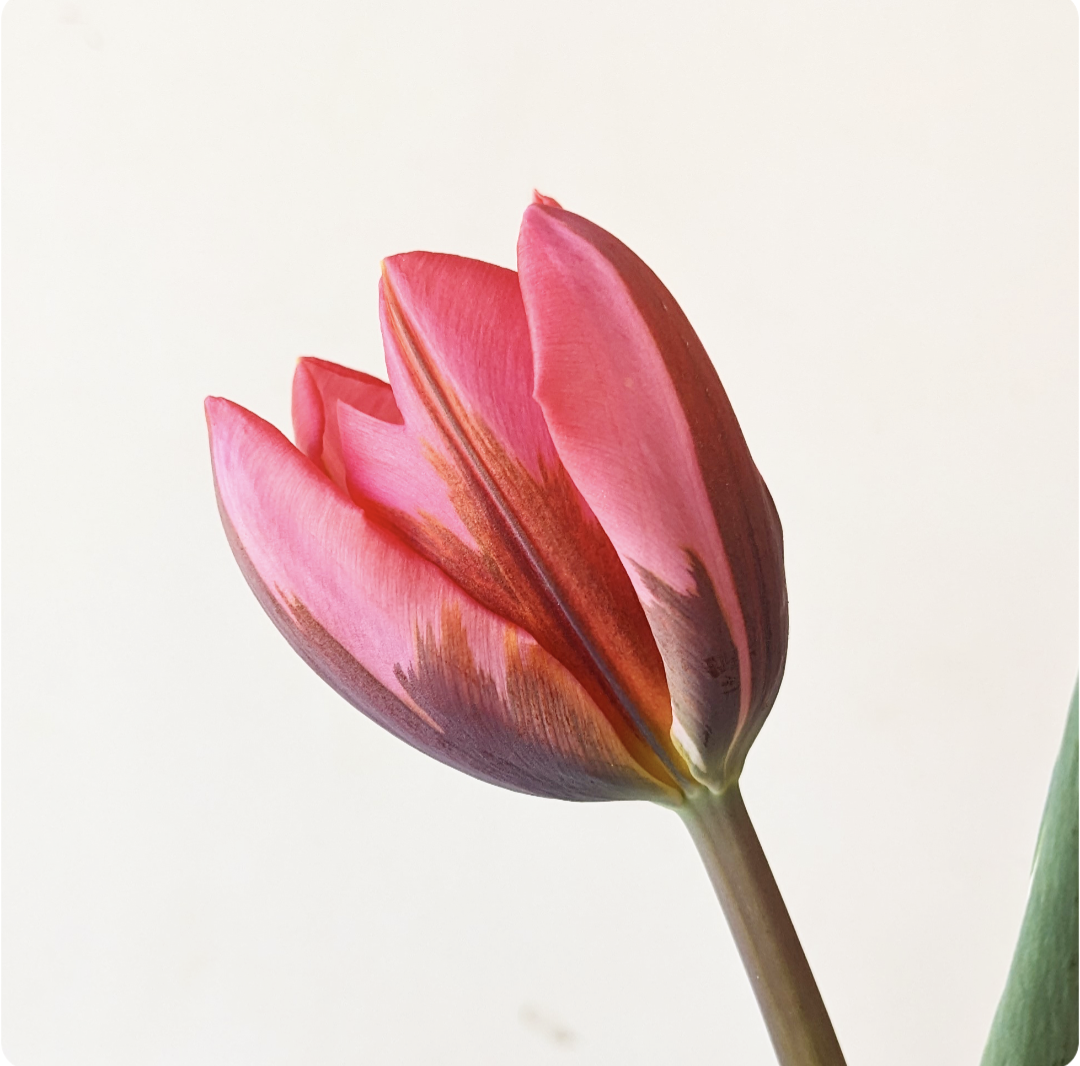 TULIPA Pretty Princess
