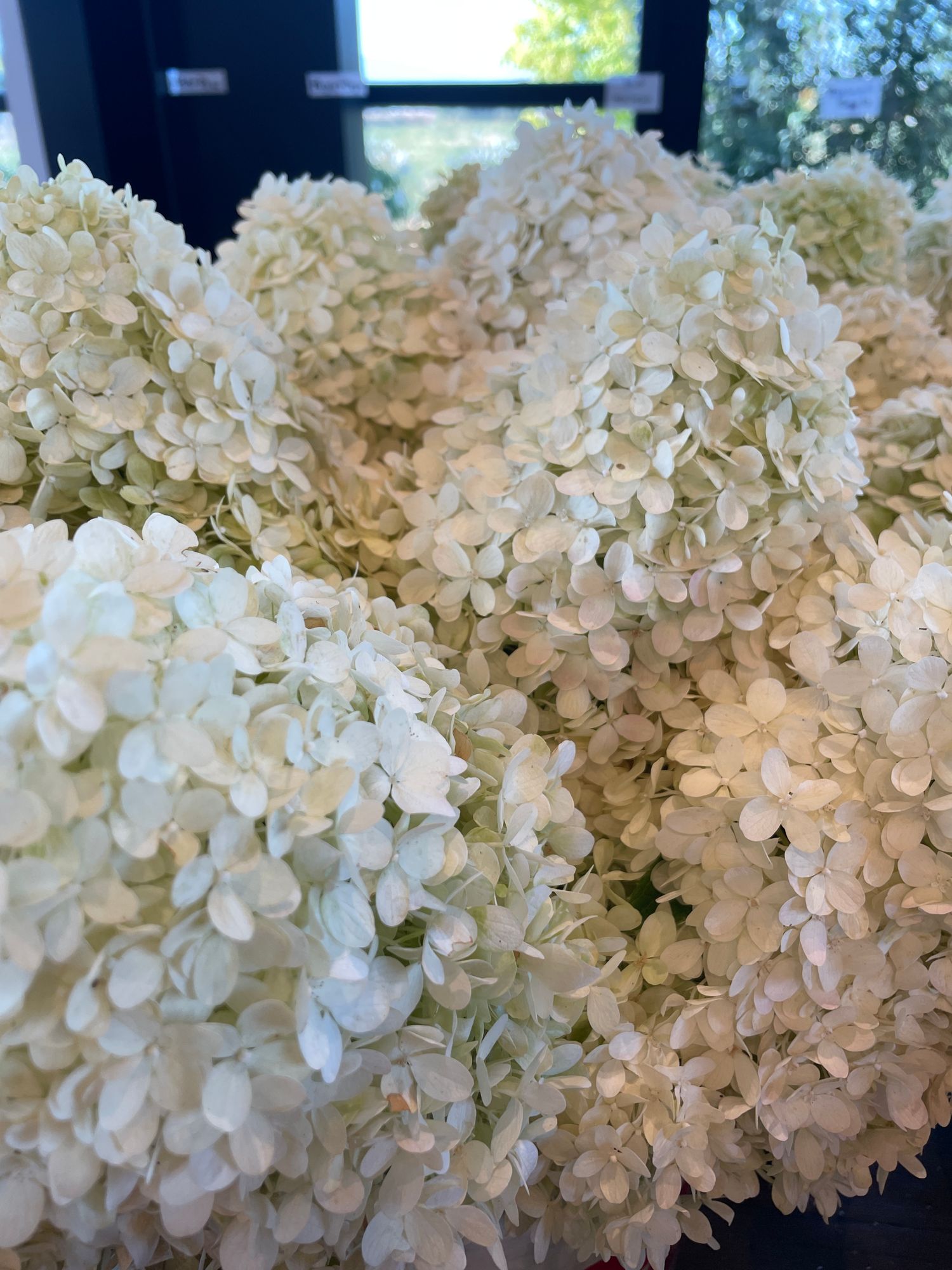 HYDRANGEA paniculata
