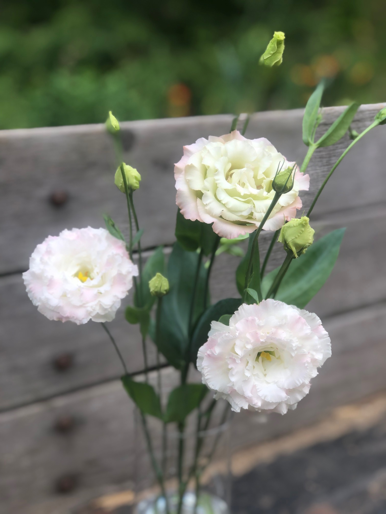 EUSTOMA grandiflorum