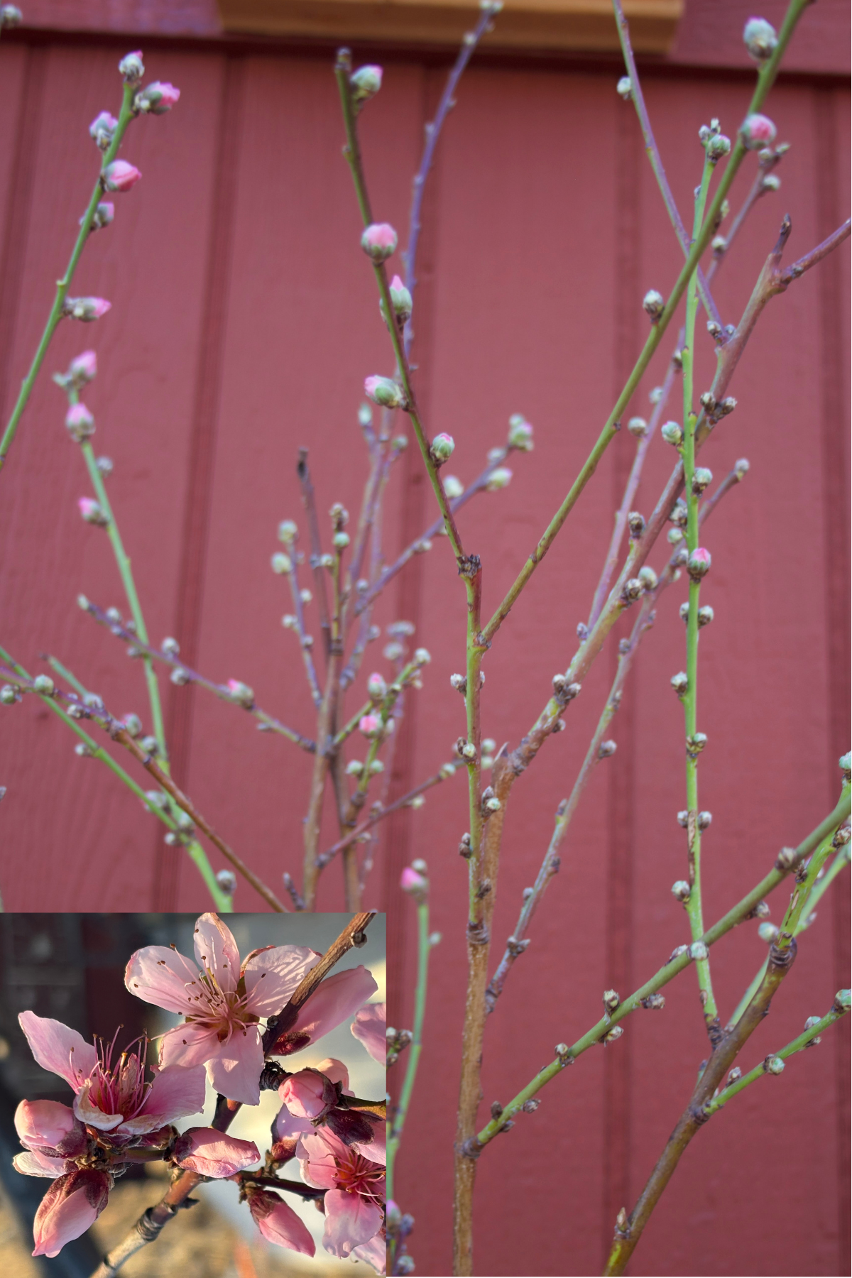 PRUNUS persica
