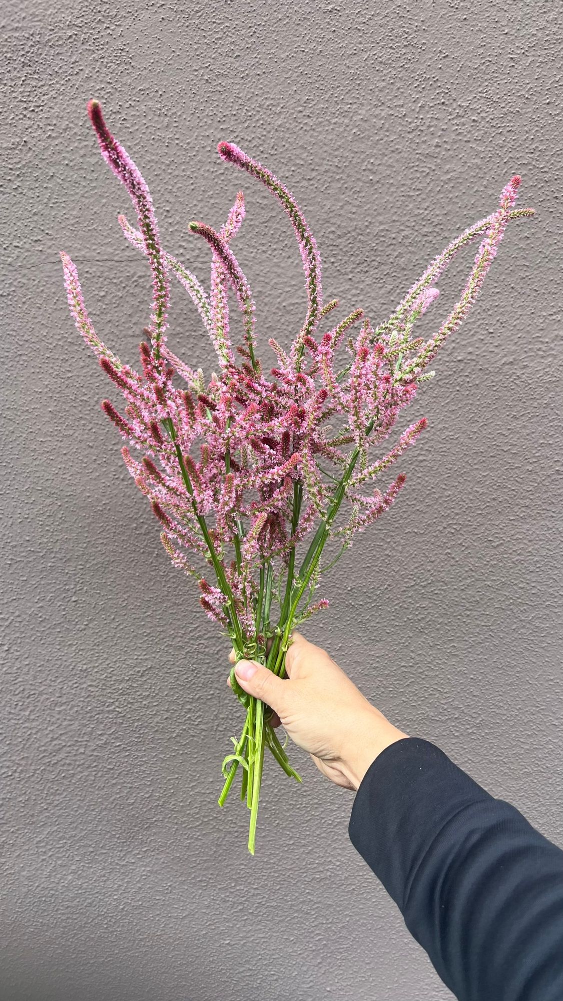 LIMONIUM suworowii