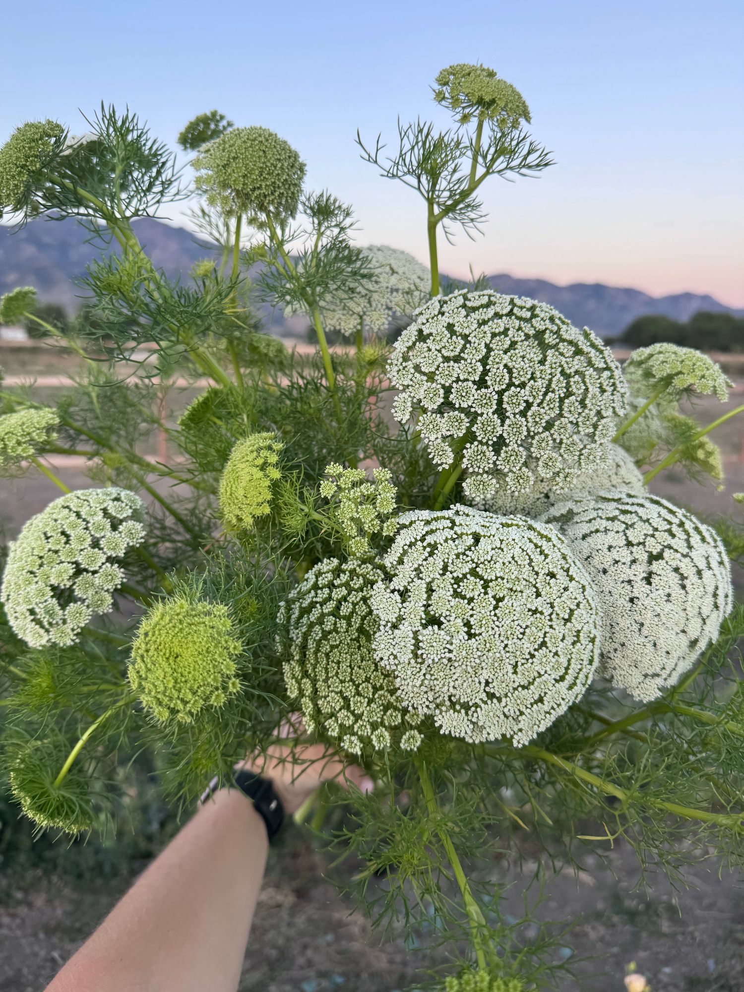AMMI visnaga Green Mist