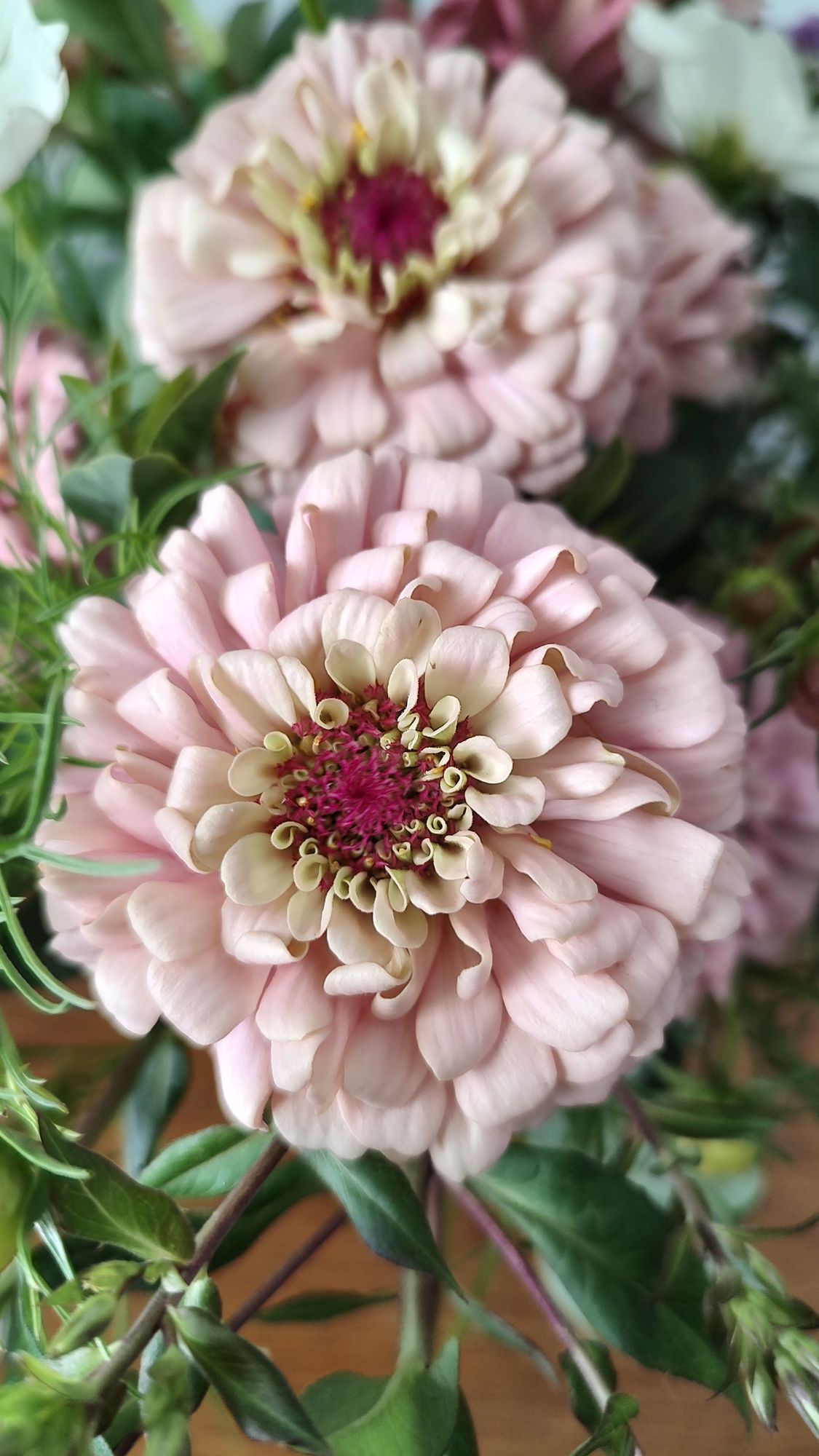 ZINNIA