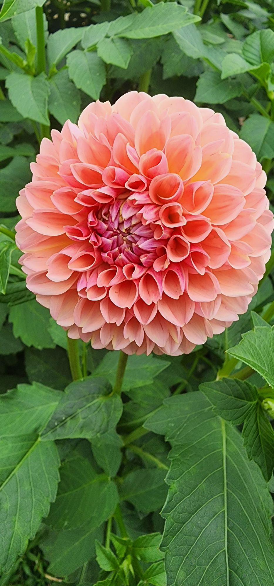 DAHLIA Lindas Baby