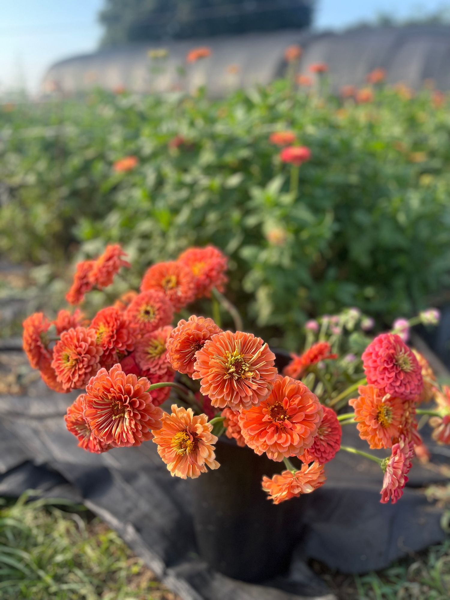ZINNIA elegans Benarys Giant Salmon Rose