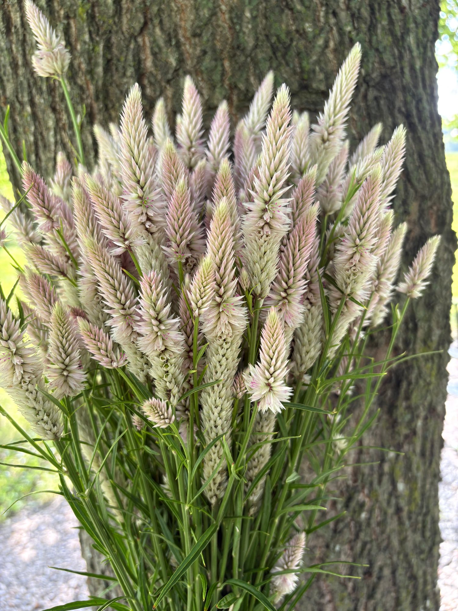 CELOSIA argentea spicata Flamingo Feather