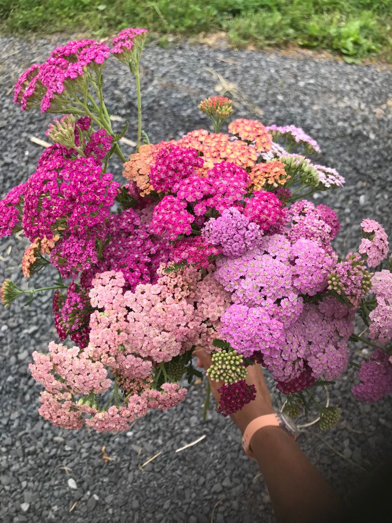 ACHILLEA millefolium Summer Pastels