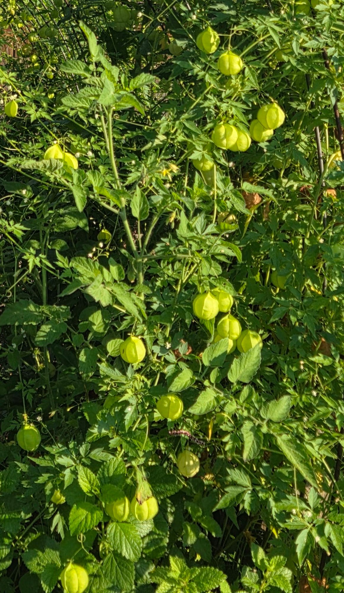CARDIOSPERMUM halicacabum