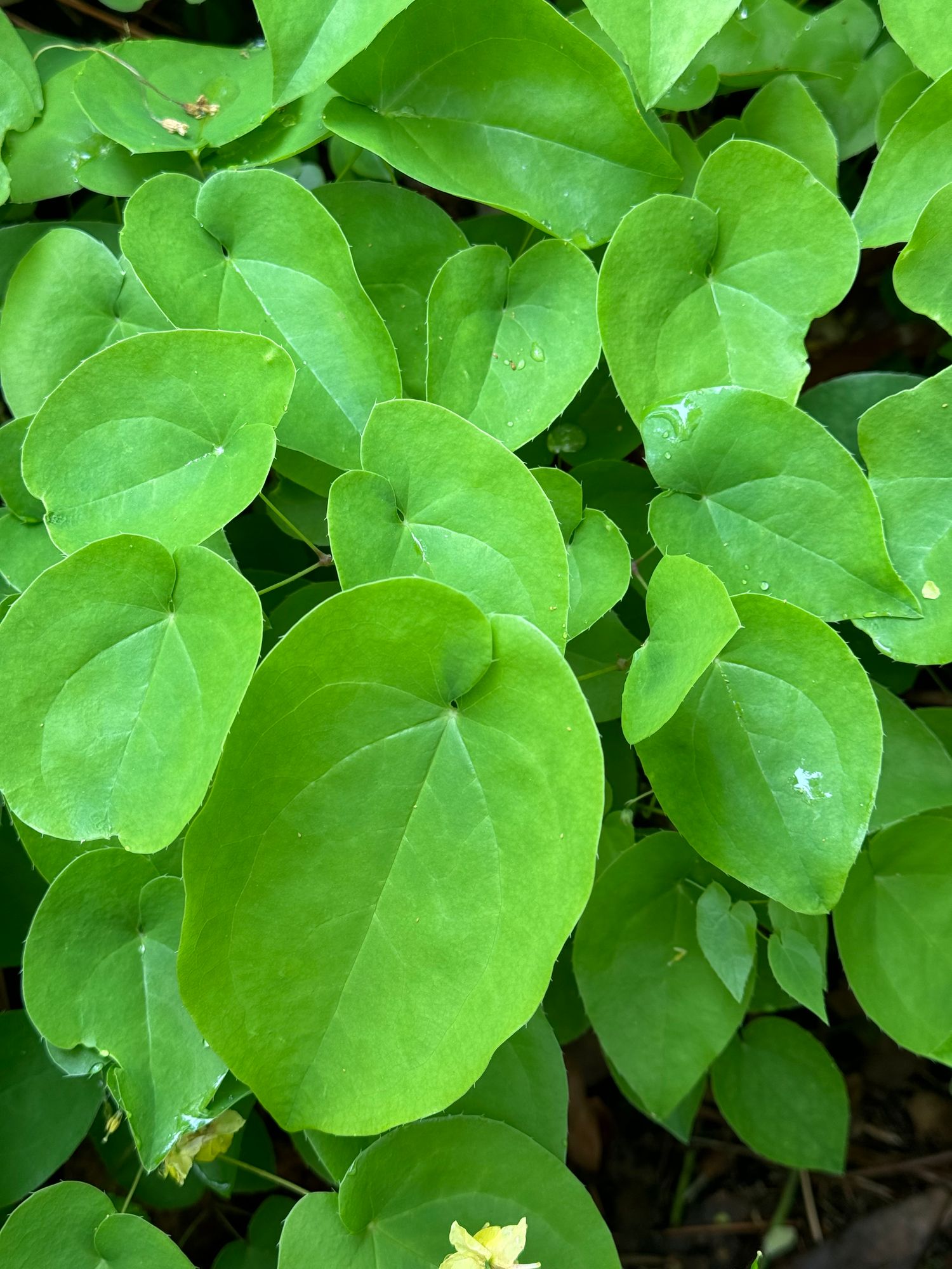 EPIMEDIUM