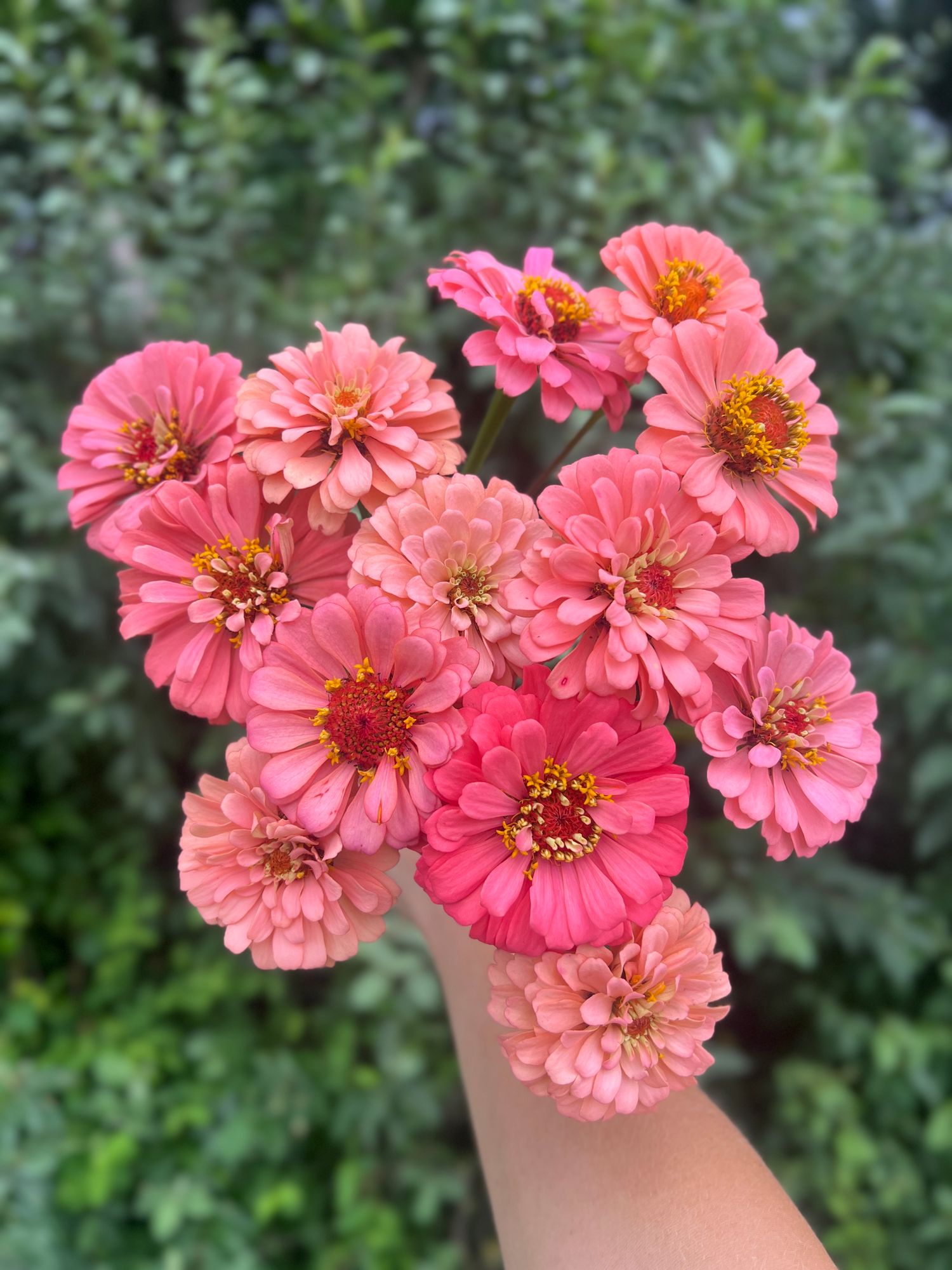 ZINNIA elegans Pumila