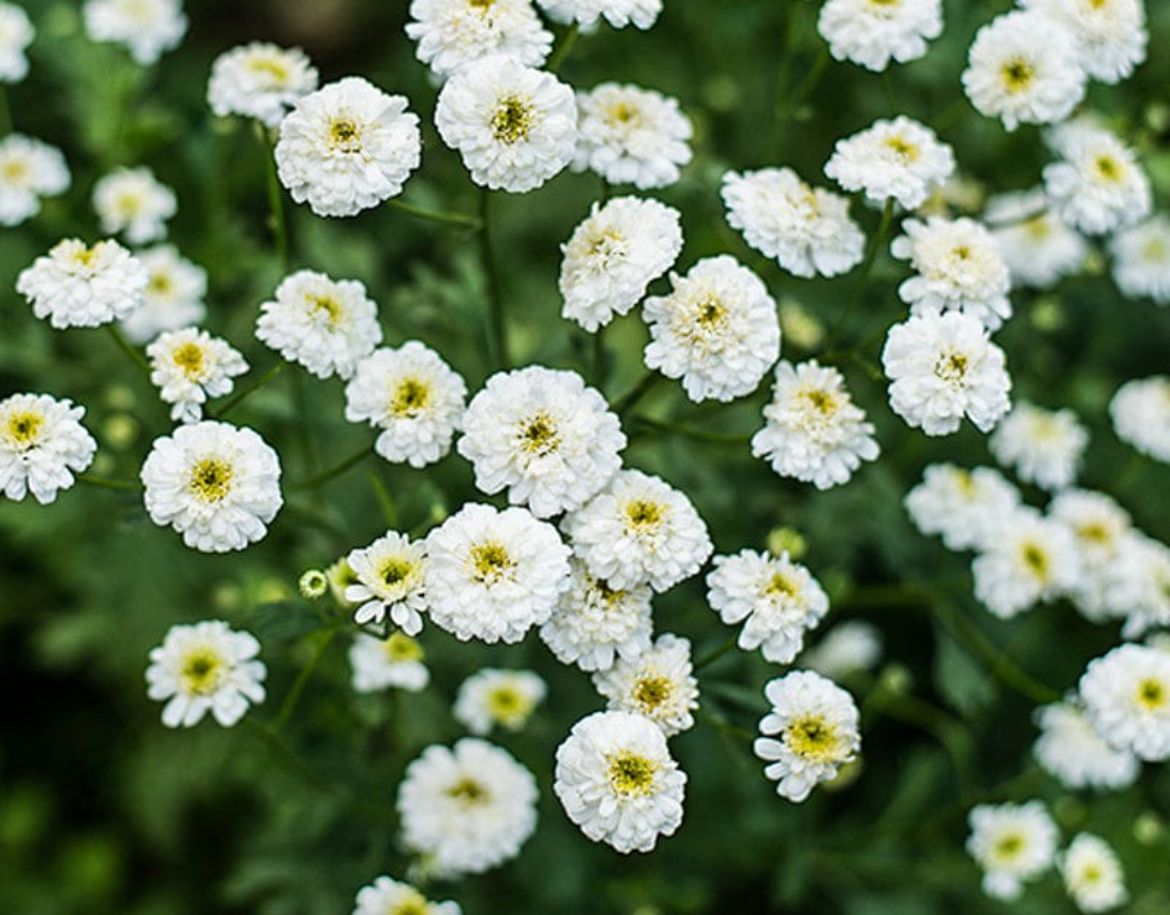 TANACETUM parthenium Tetra