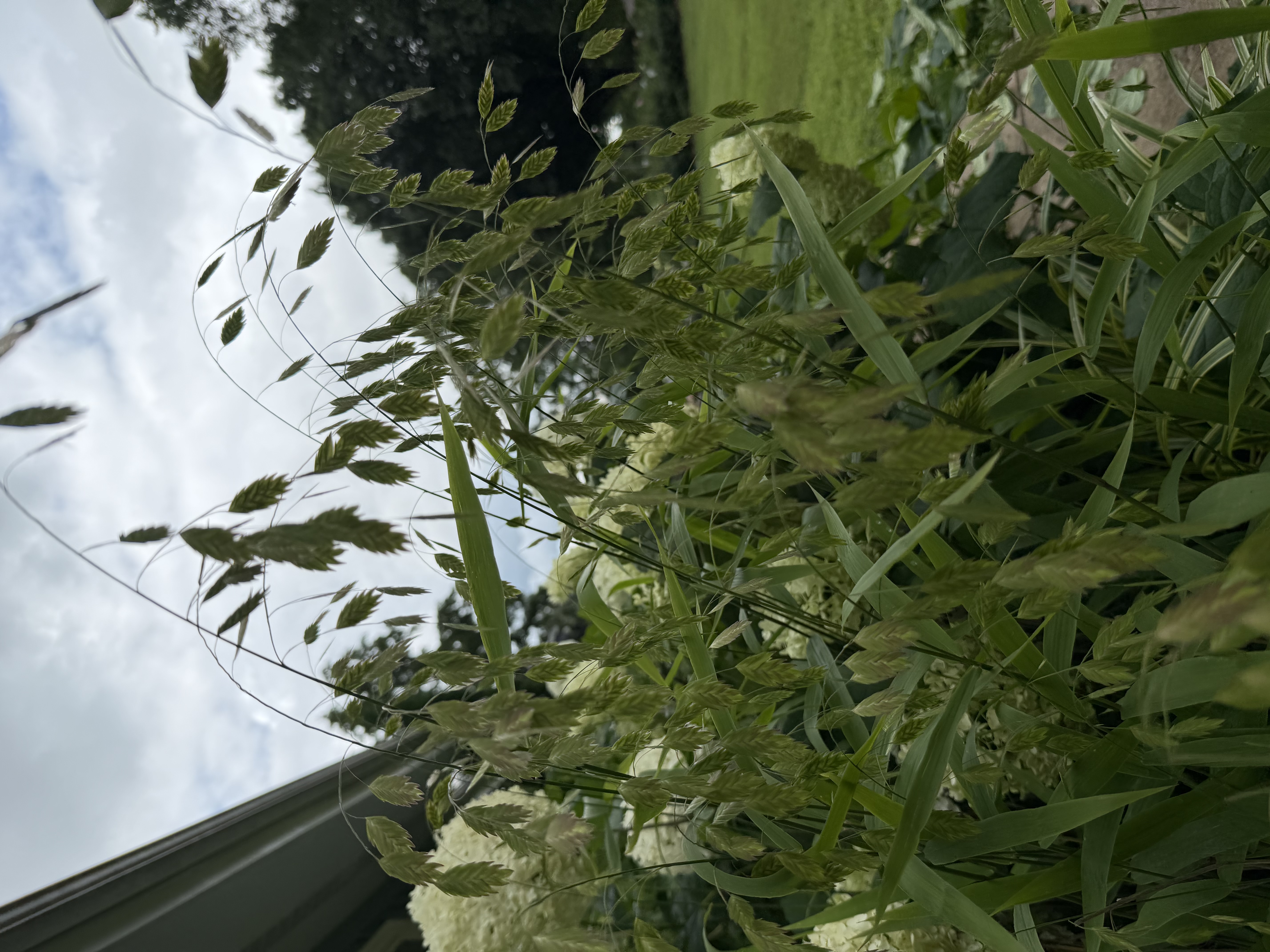 CHASMANTHIUM latifolium
