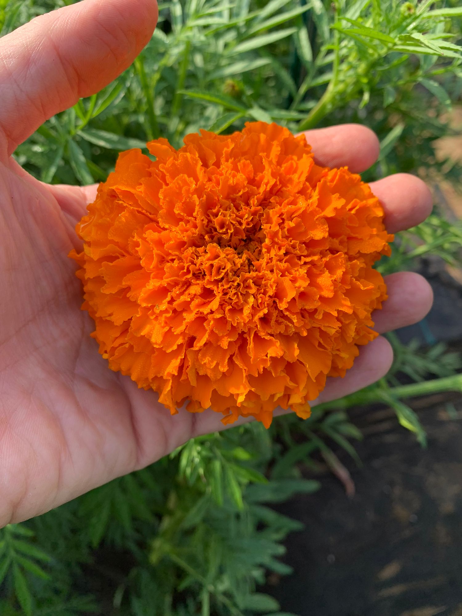 TAGETES erecta Coco