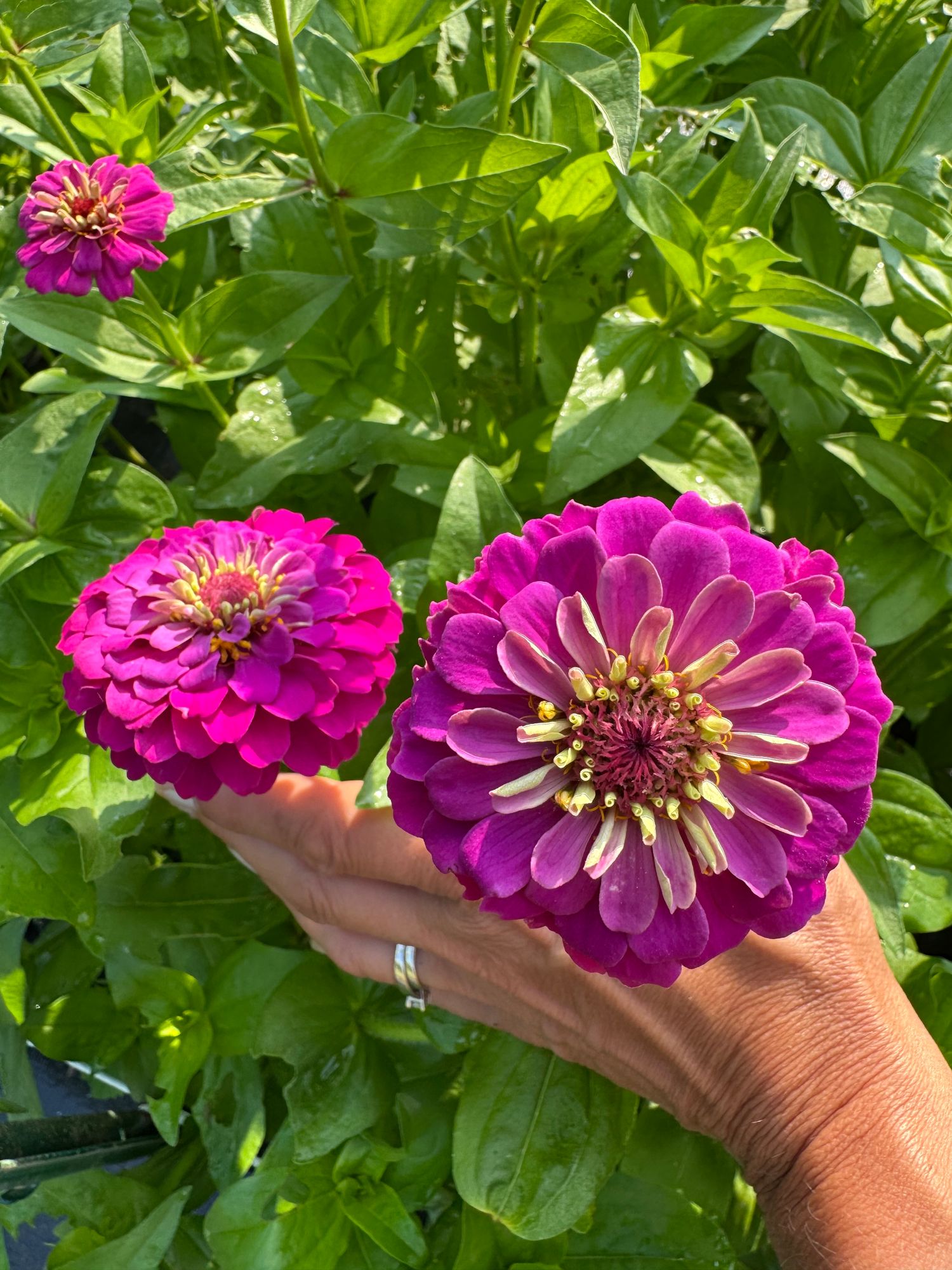 ZINNIA elegans Oklahoma Carmine Rose