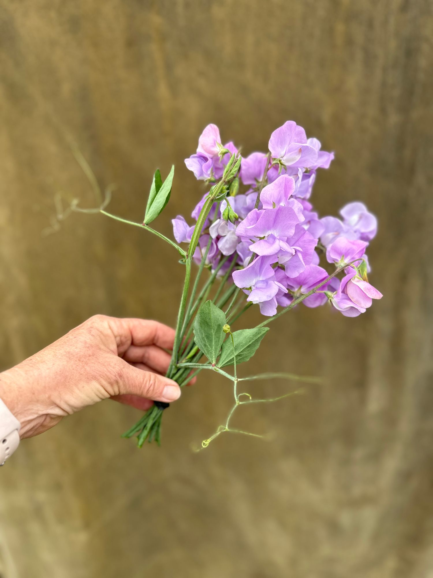 LATHYRUS odoratus