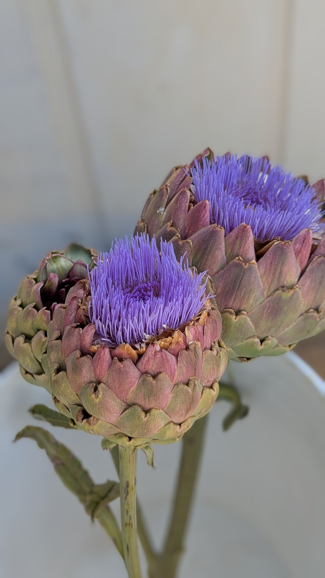 CYNARA cardunculus var. scolymus