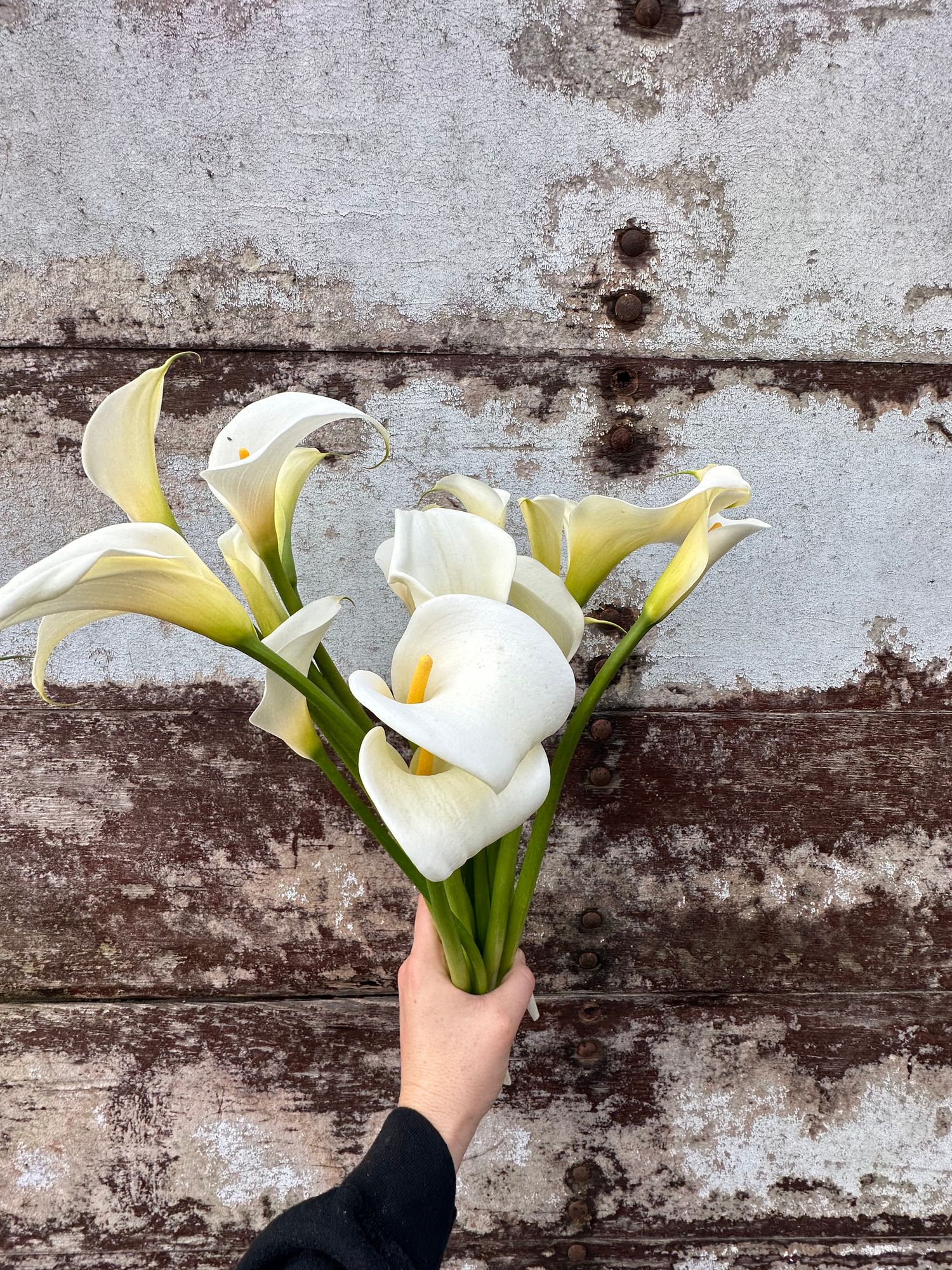 ZANTEDESCHIA aethiopica