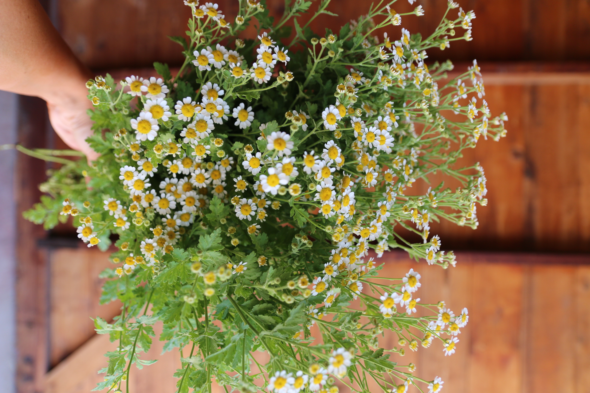 TANACETUM parthenium Magic Single