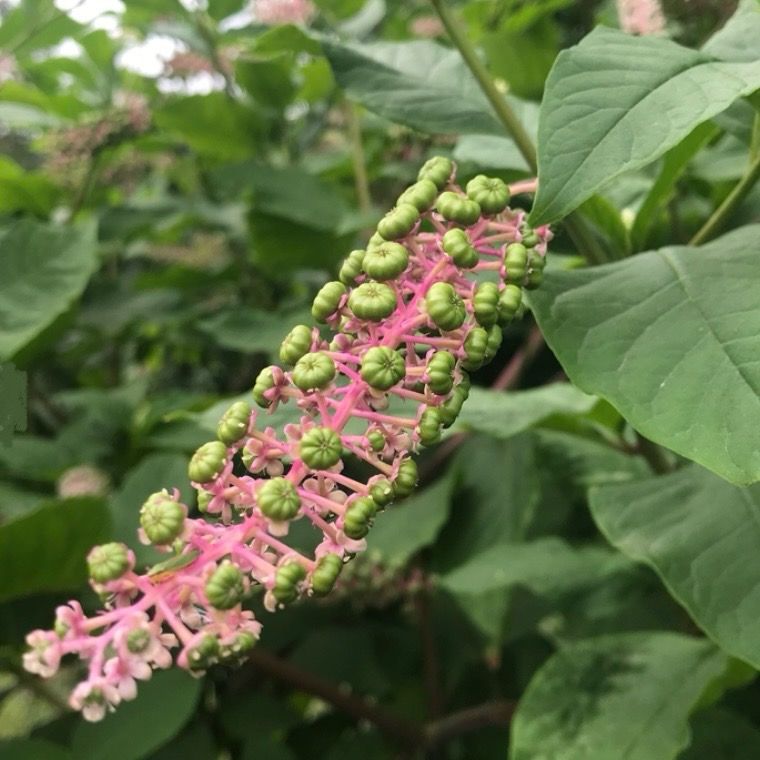 PHYTOLACCA acinosa