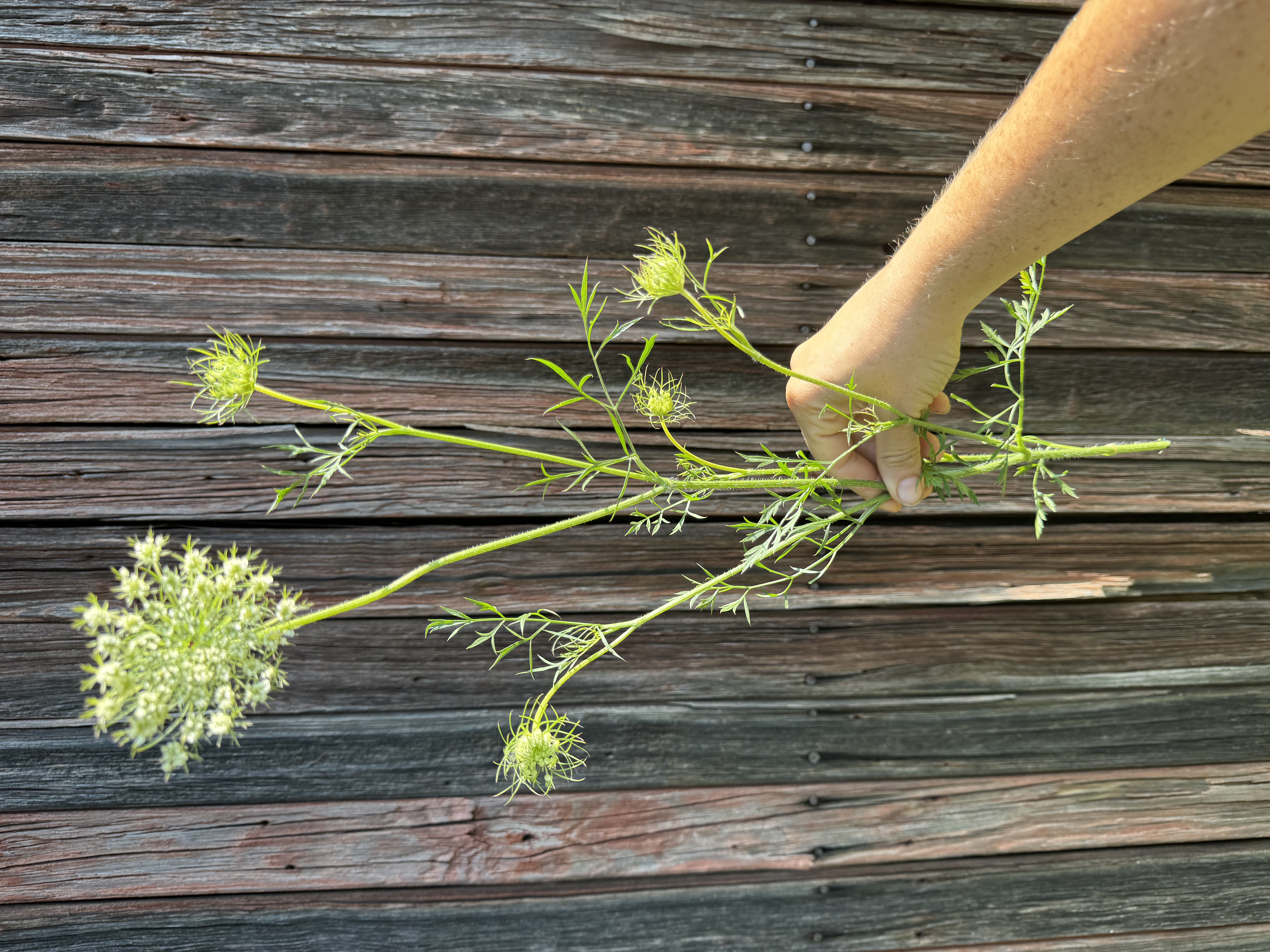 AMMI visnaga