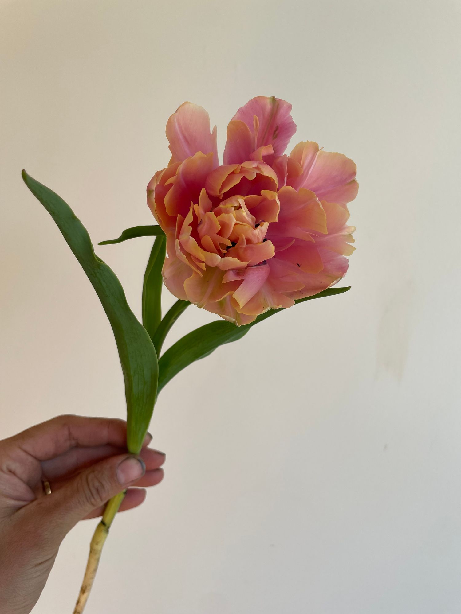 TULIPA Pink Star