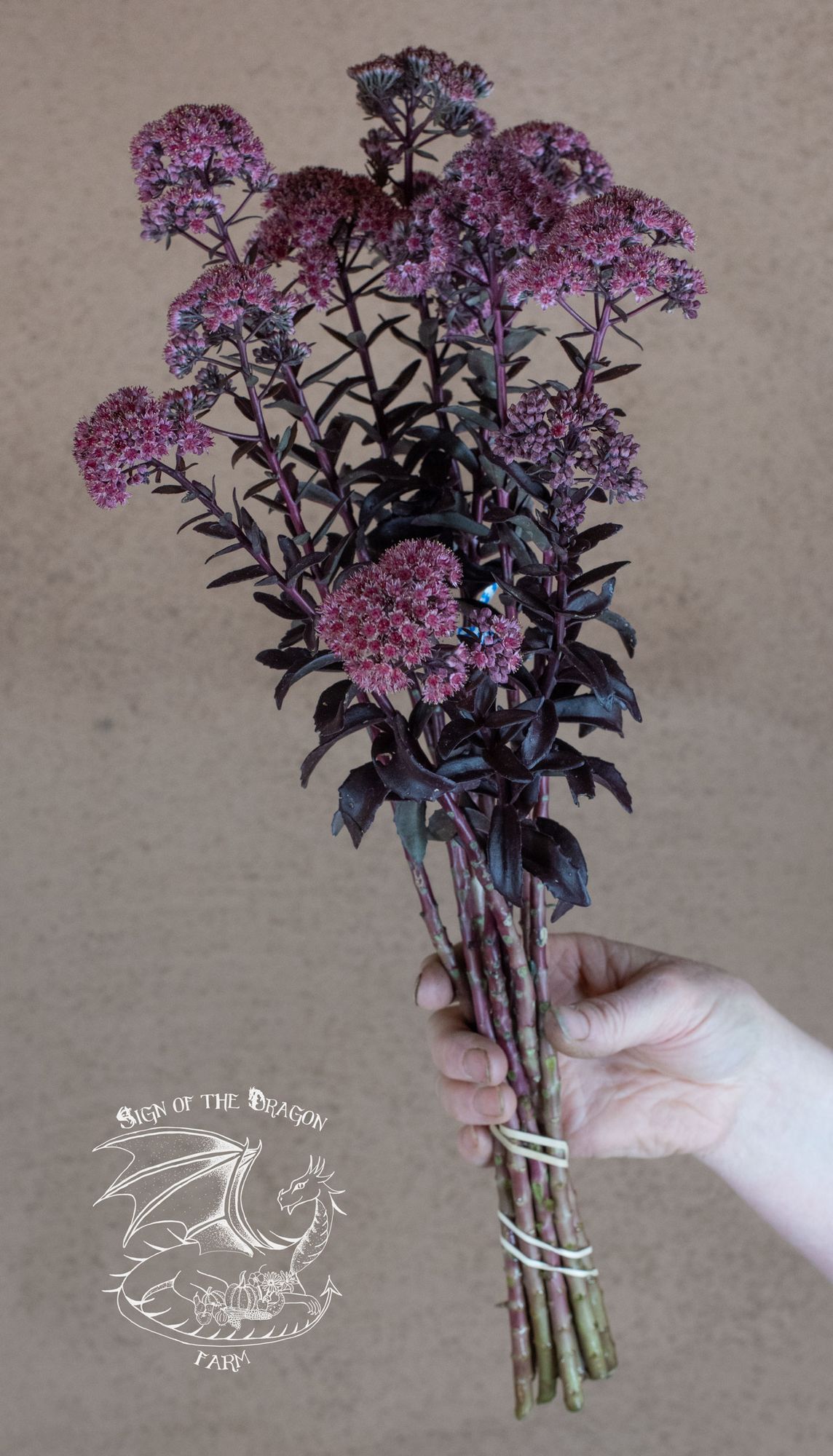 HYLOTELEPHIUM telephium Munstead Dark Red