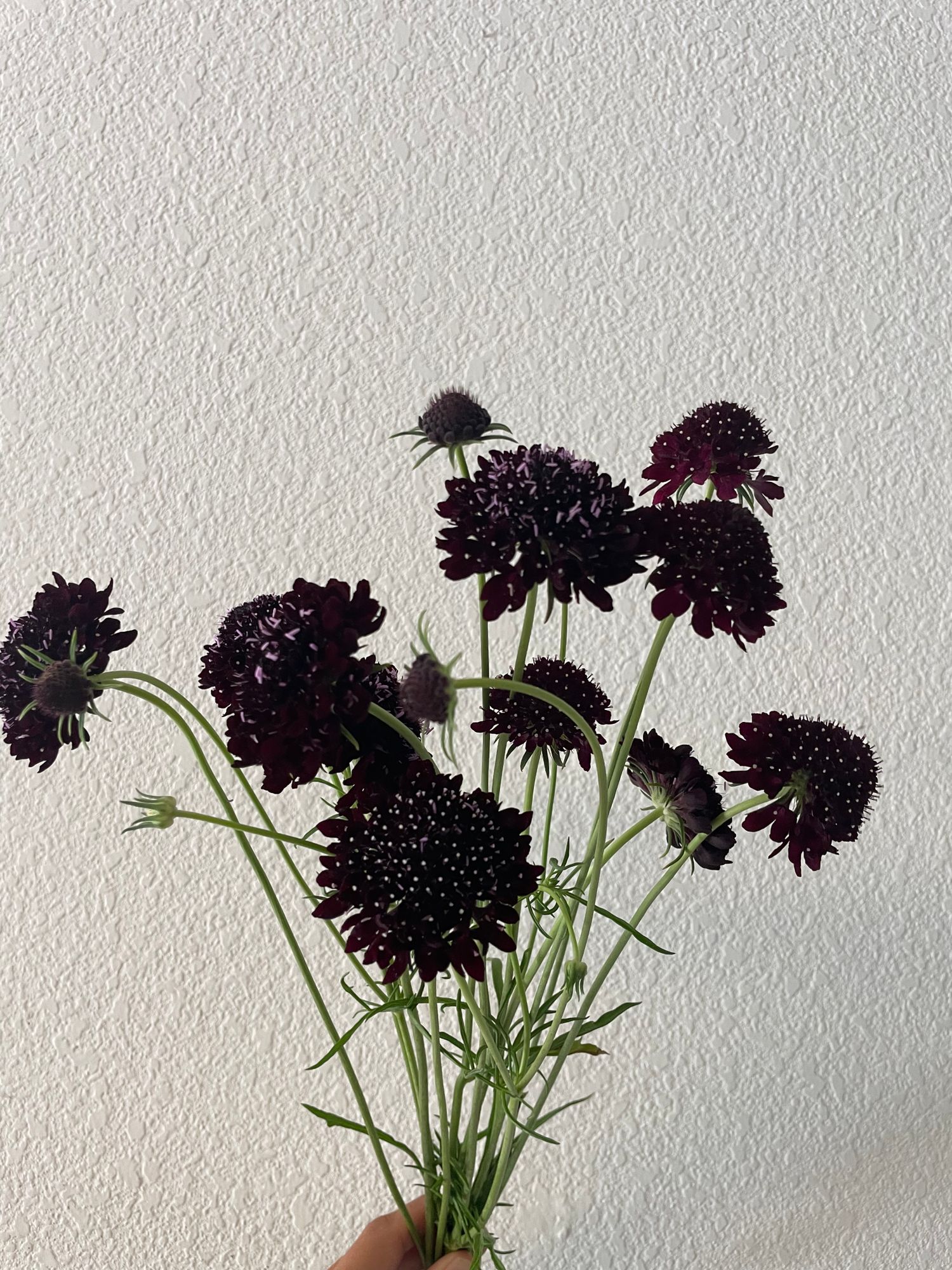 SCABIOSA atropurpurea Black Knight