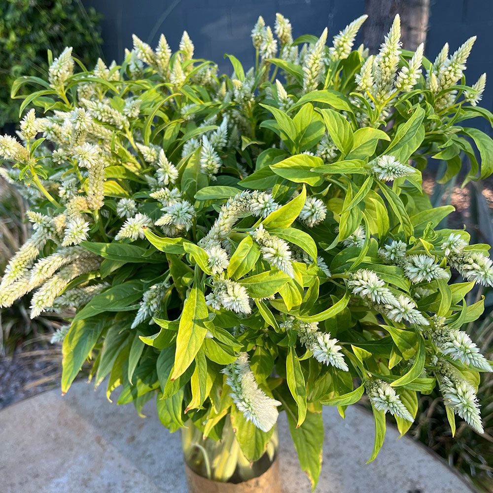 CELOSIA argentea spicata Celway White