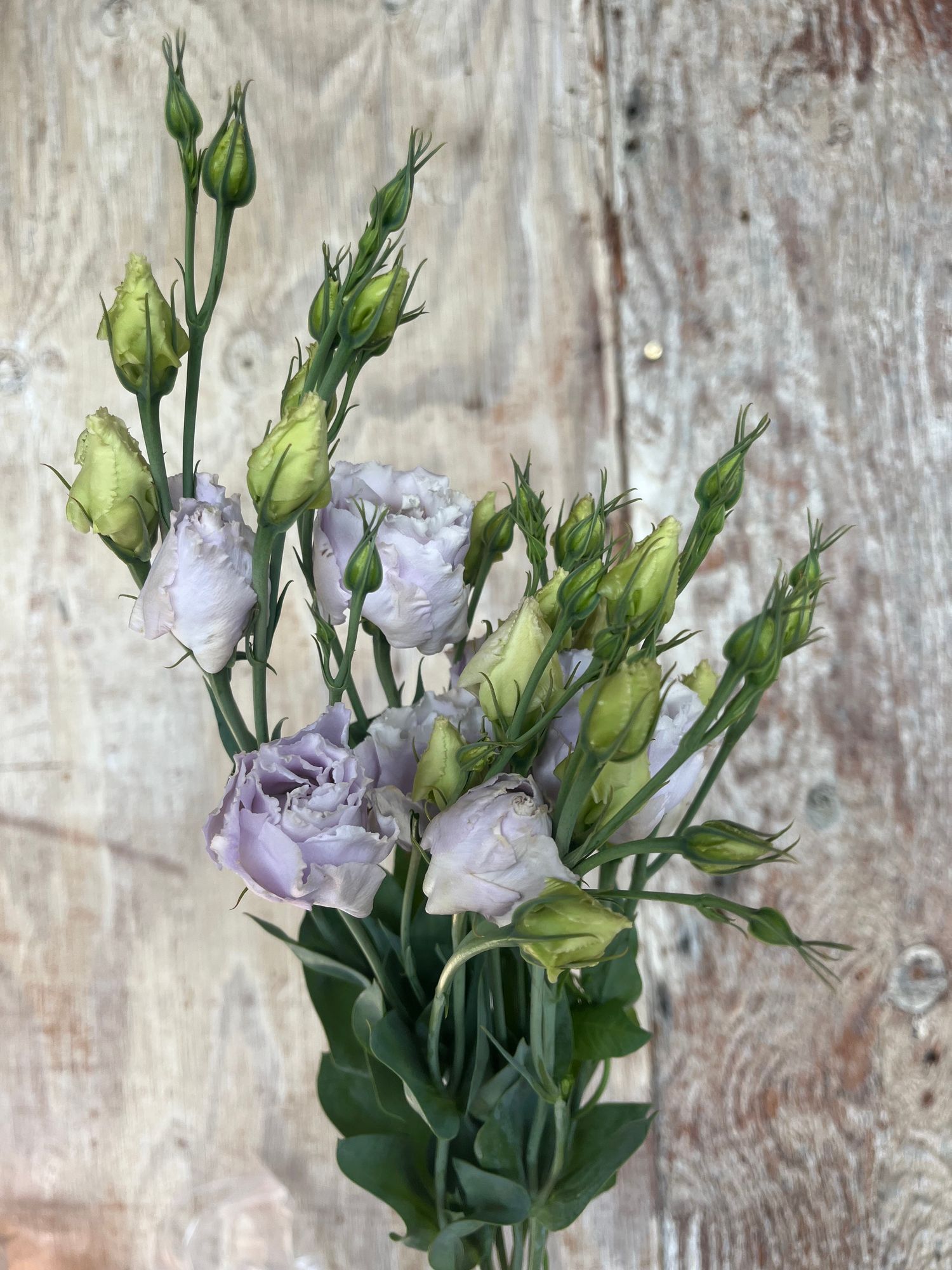 EUSTOMA grandiflorum Voyage