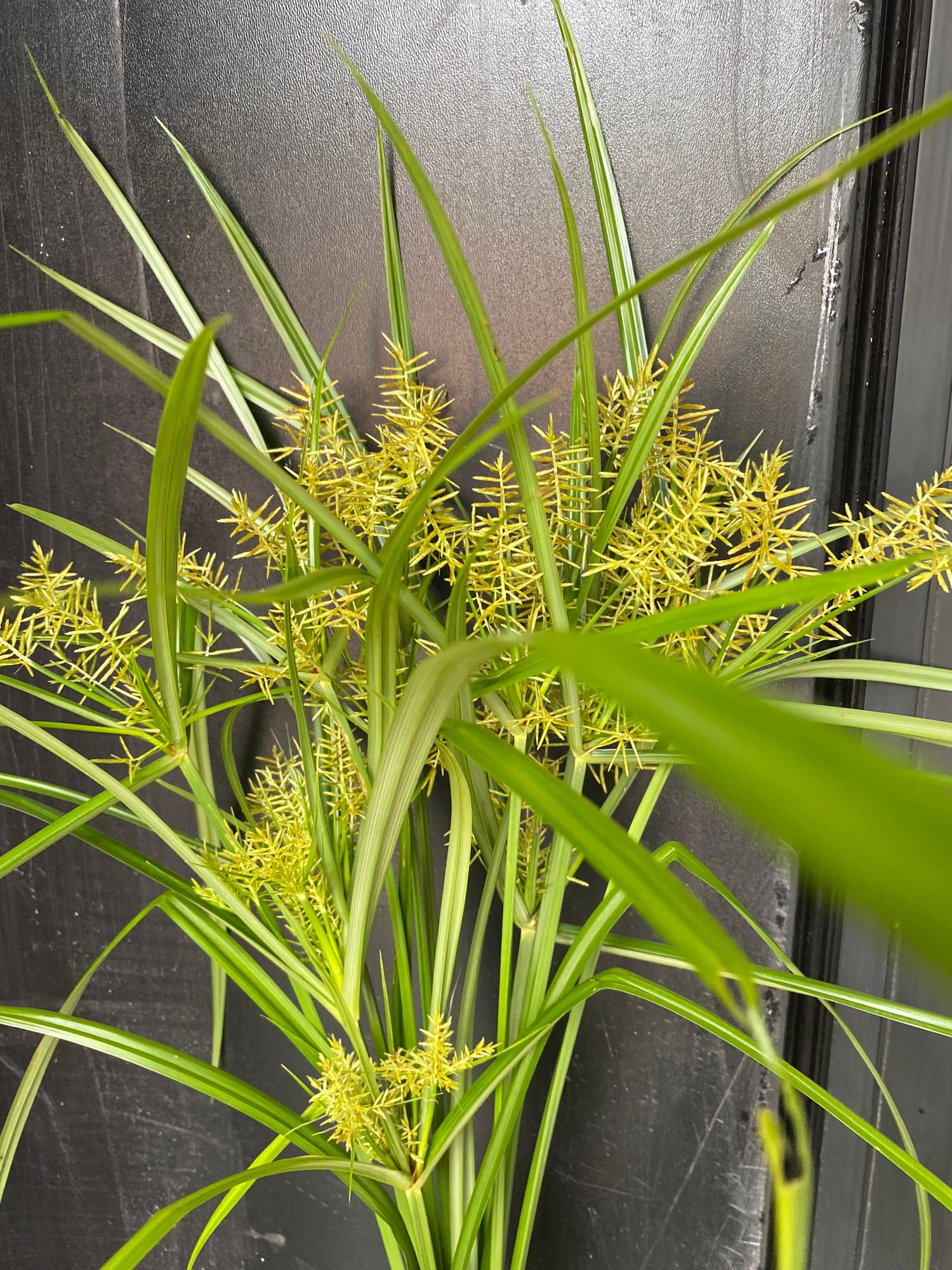 ORNAMENTAL GRASS