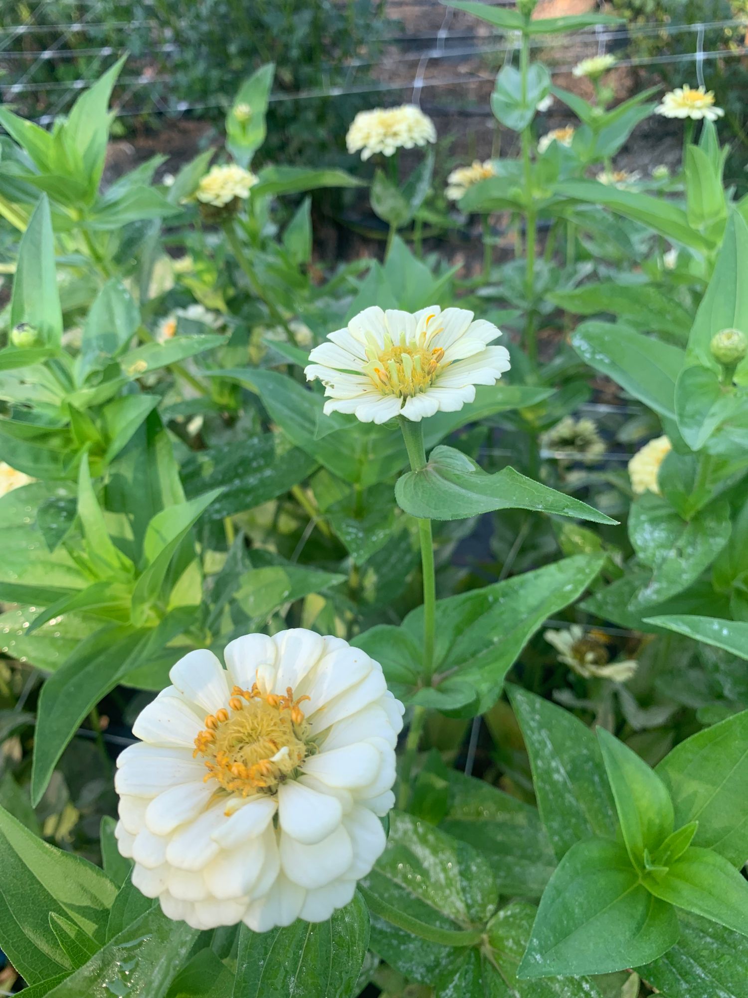 ZINNIA elegans Oklahoma Series