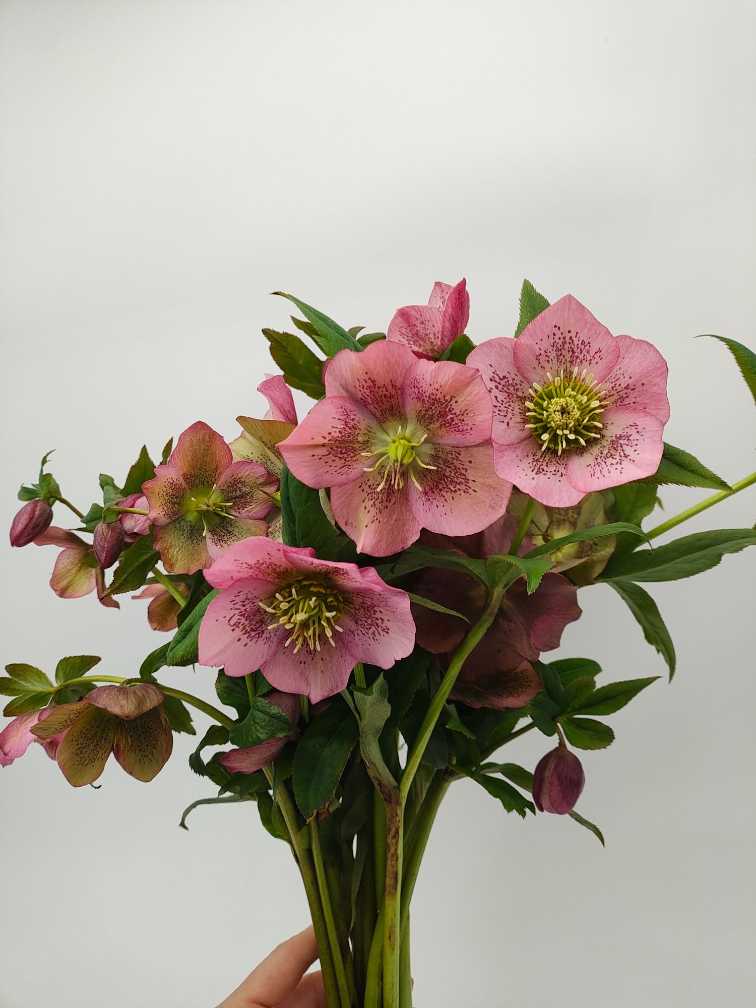 HELLEBORUS x hybridus