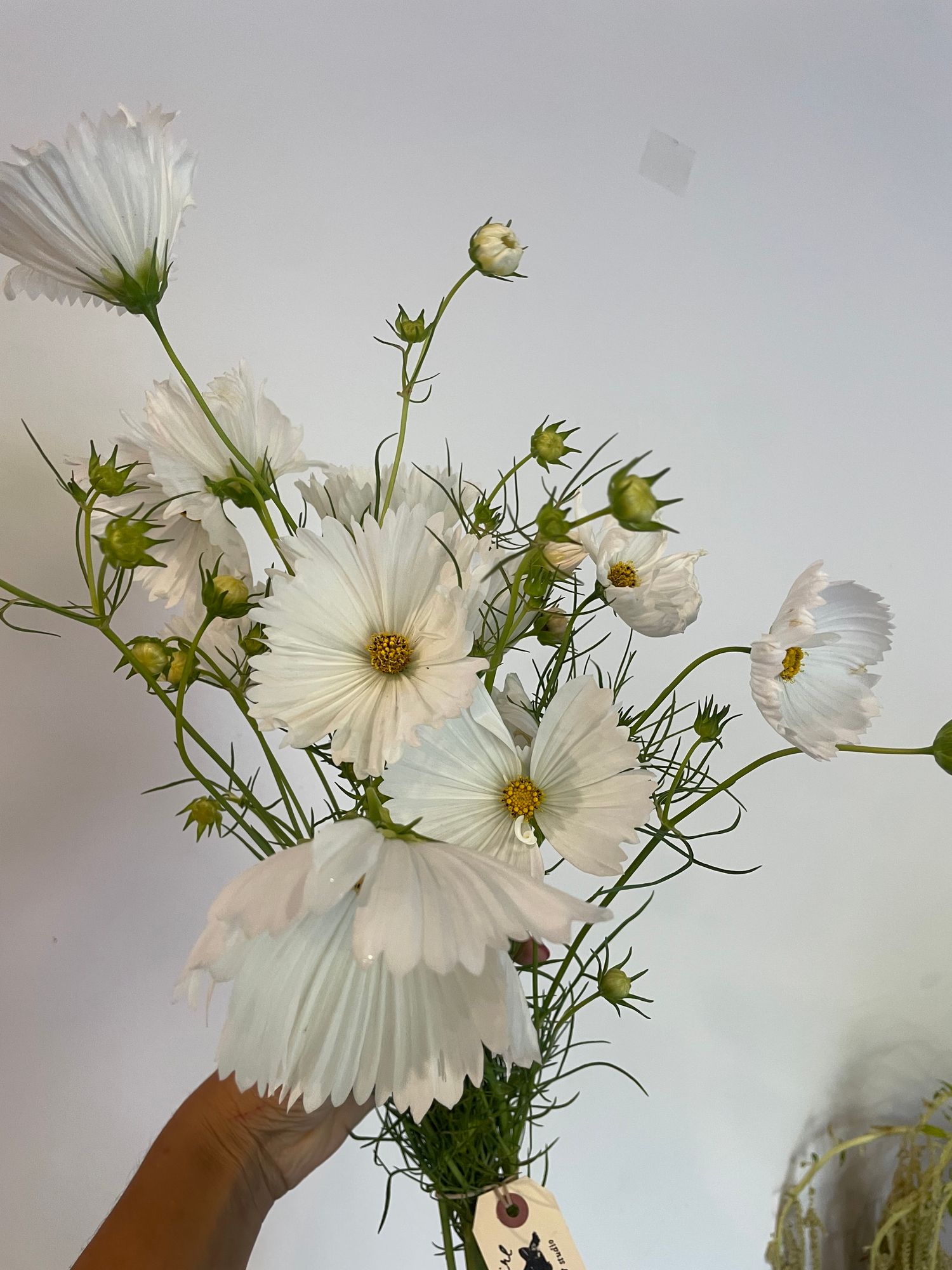 COSMOS bipinnatus Cupcakes