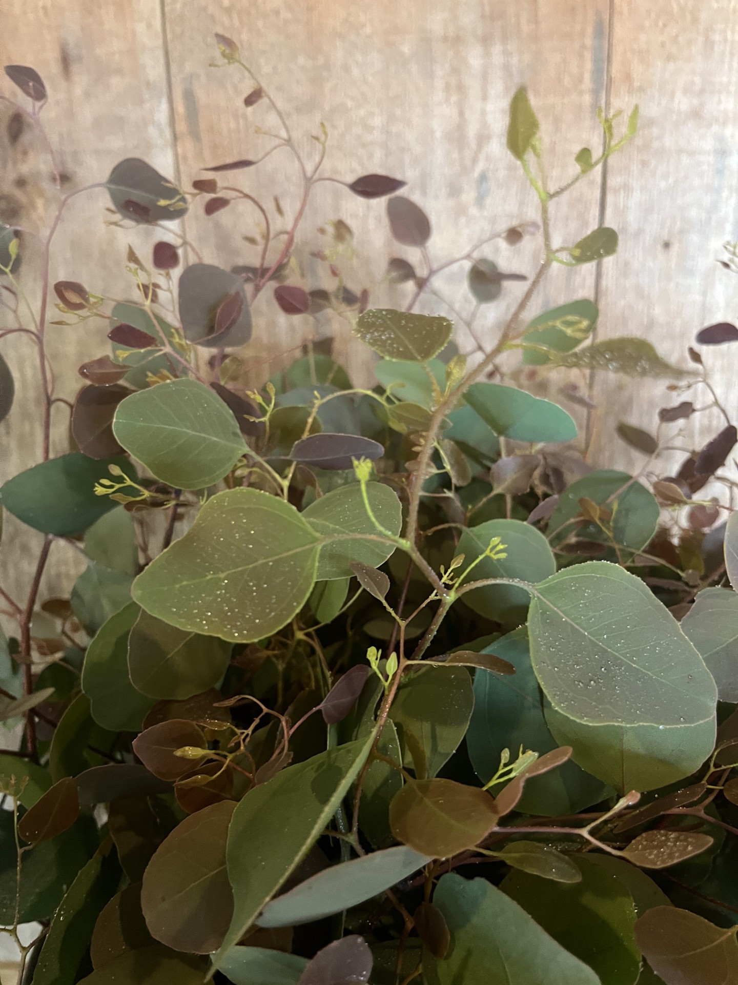 EUCALYPTUS polyanthemos