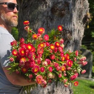 XEROCHRYSUM bracteatum King Size Raspberry Rose