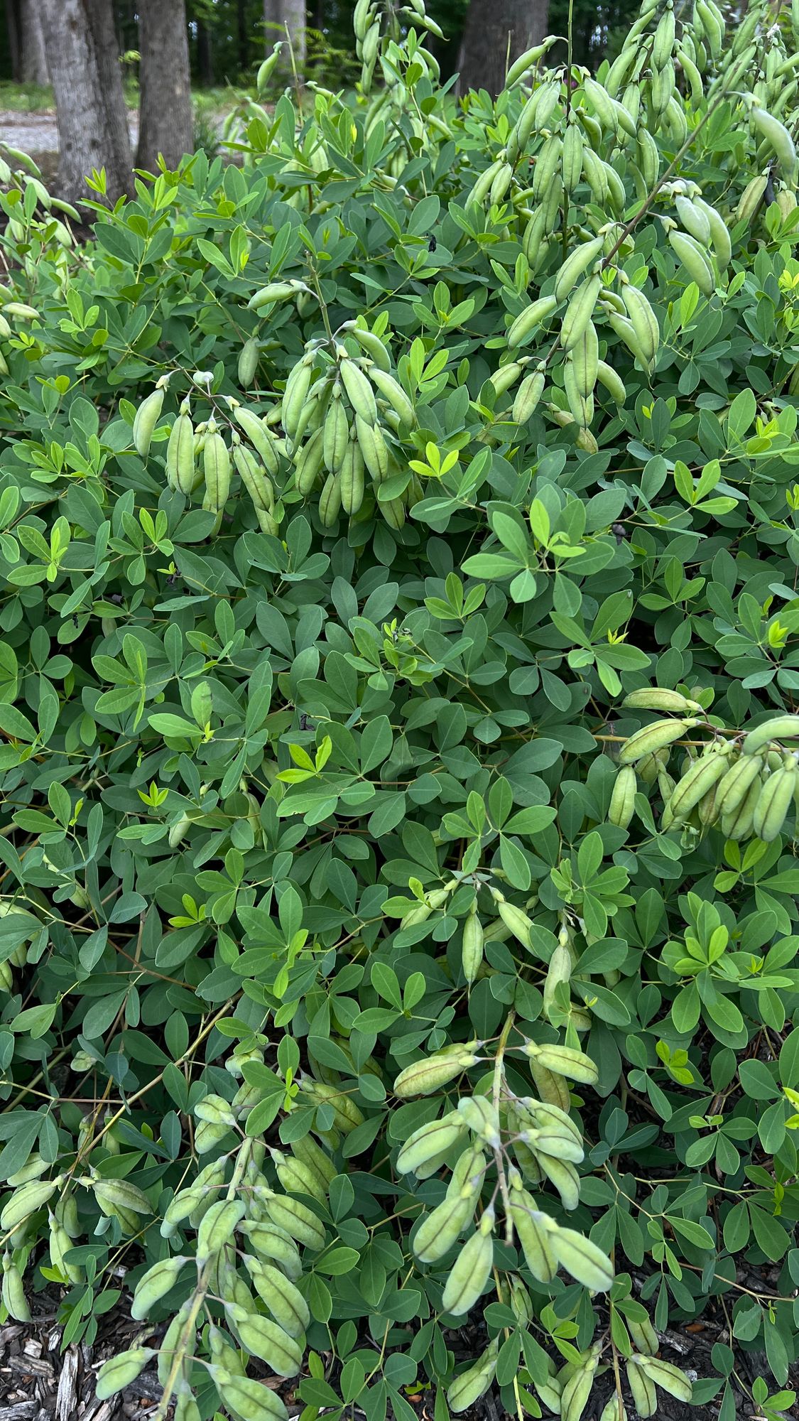 BAPTISIA australis
