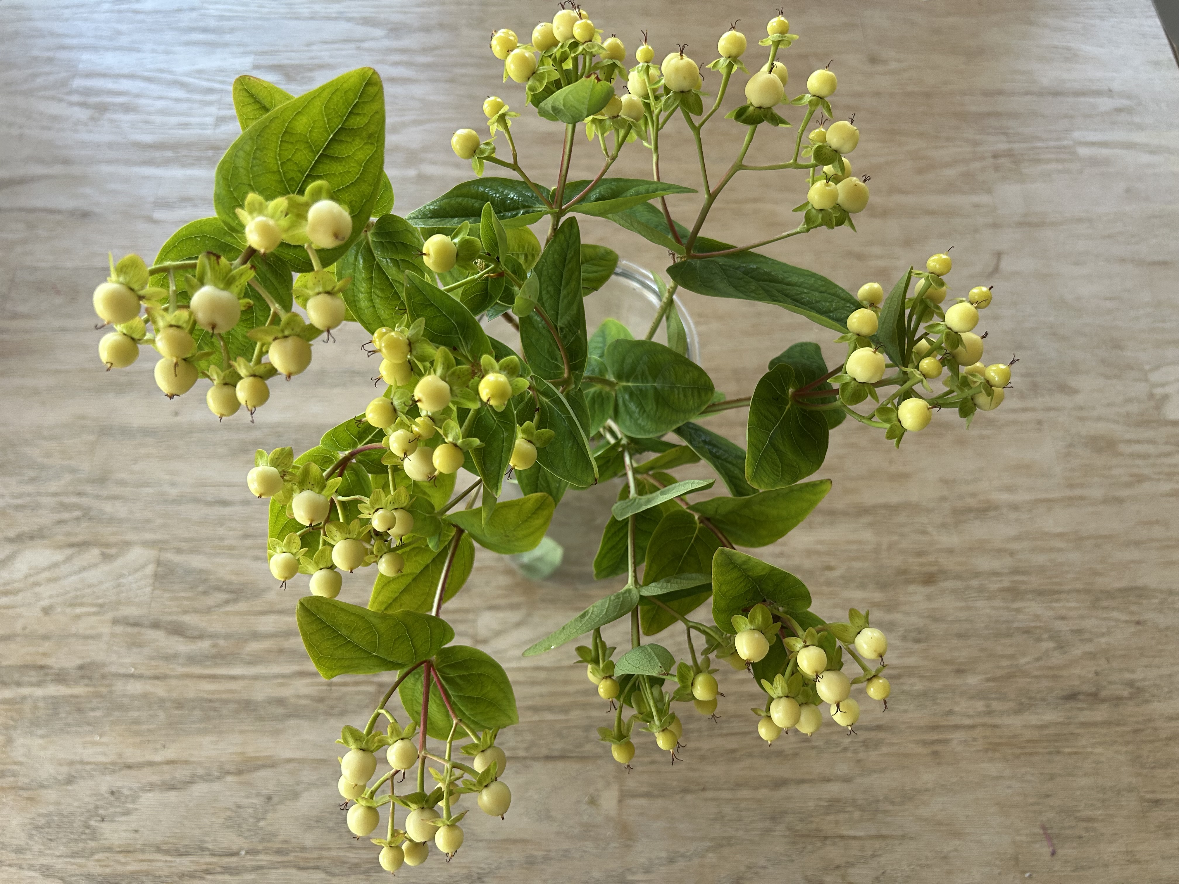HYPERICUM x inodorum Brisk Campari
